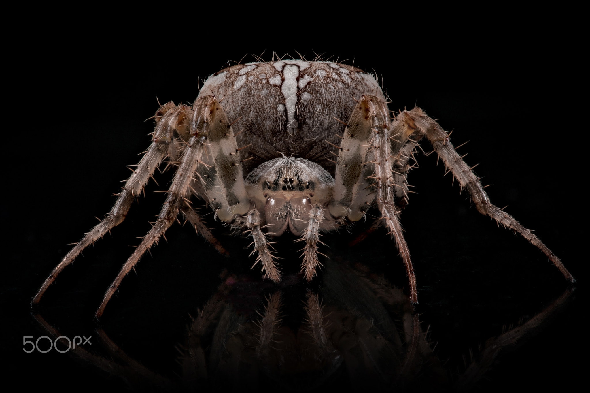 studio shot, 500px, indoors, animal wildlife, arthropod, one animal, animal, animal body part, 1080P, animal eye, animal themes, invertebrate, spider, HD Wallpaper