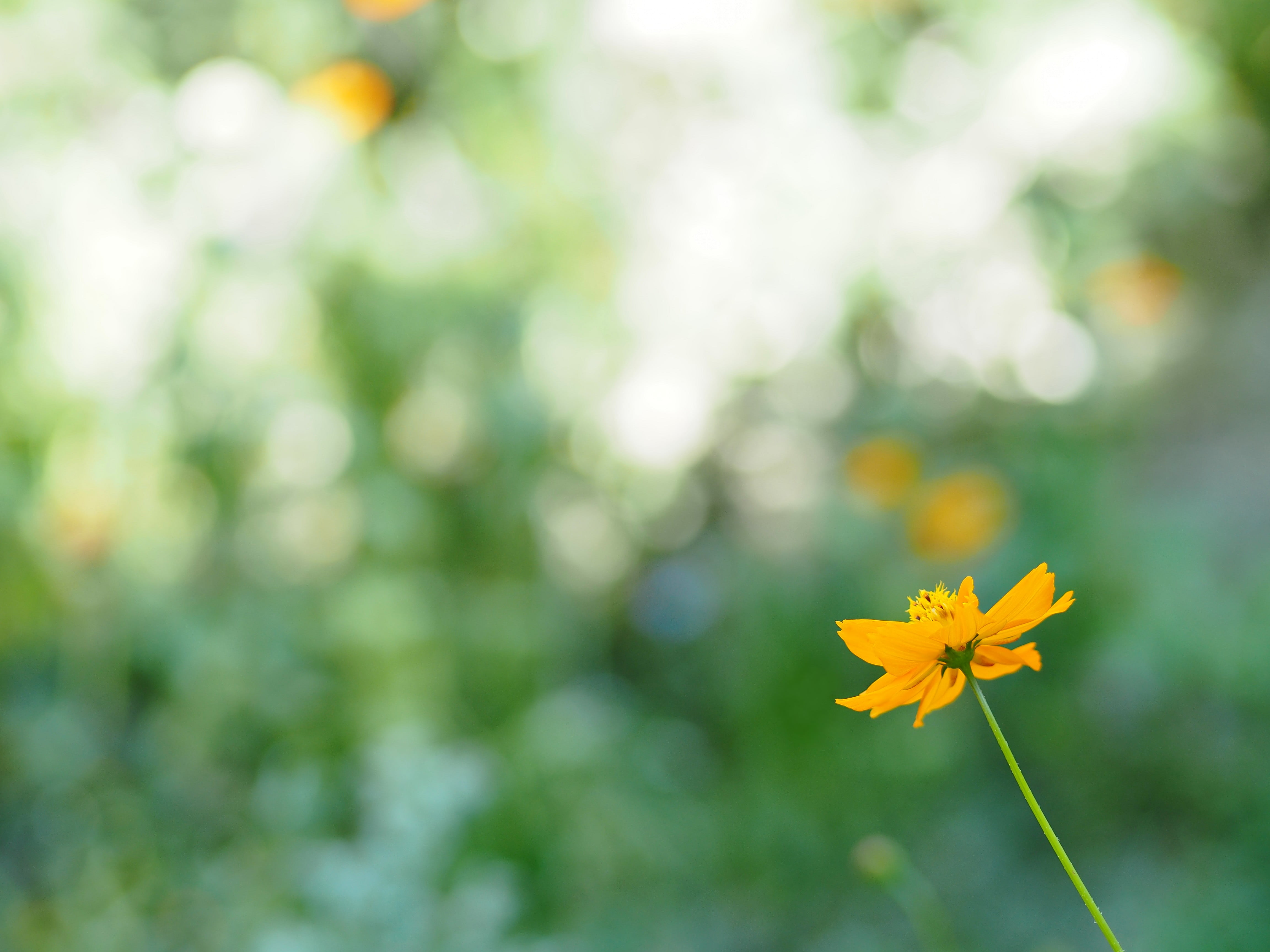 outdoors, Olympus, depth of field, beauty, Garden, Fleur, yellow, summer, depth, Lonely, EPL7, plant, shallow, Flower, Nature, 4K, petal, field, orange, HD Wallpaper