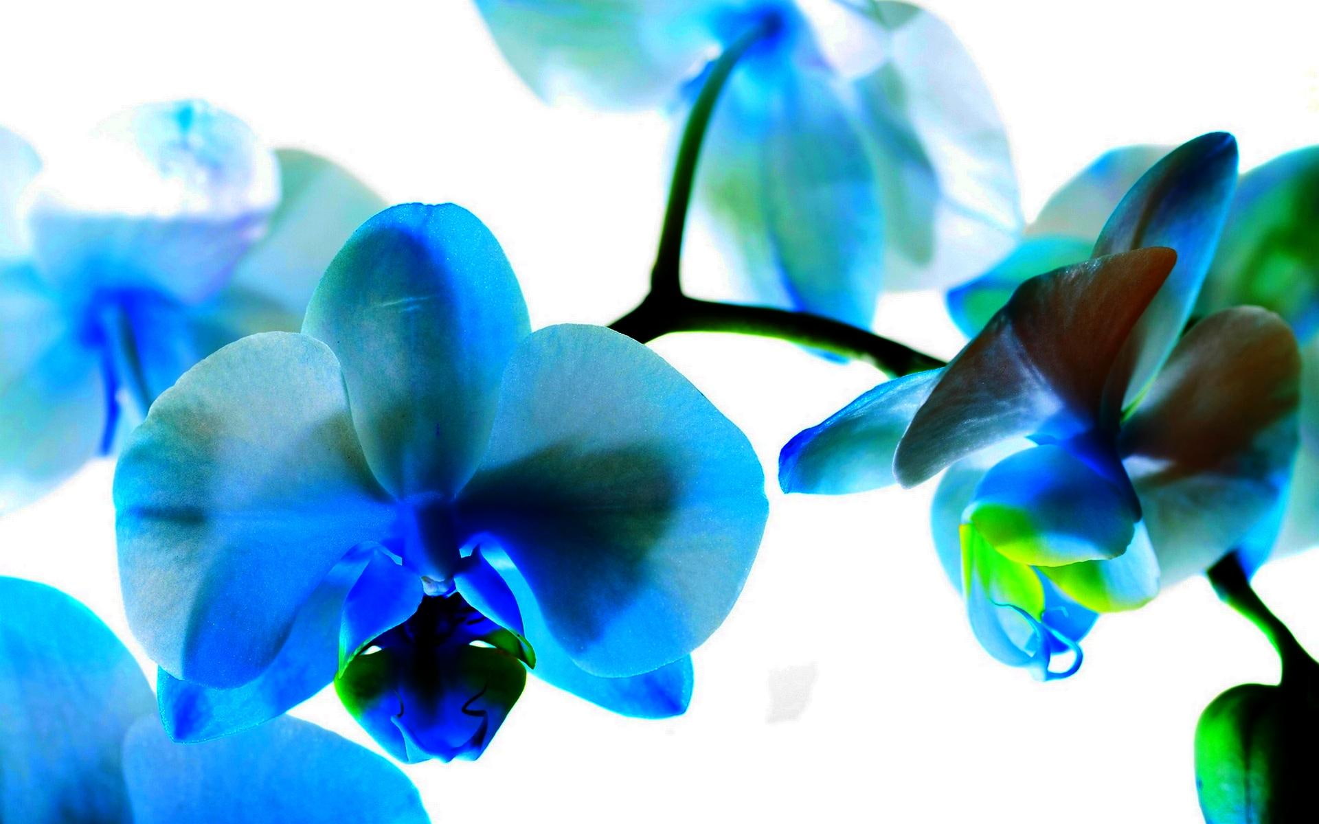 flower, nature and landscapes, orchid, cyan, colored, color, 1080P, HD Wallpaper
