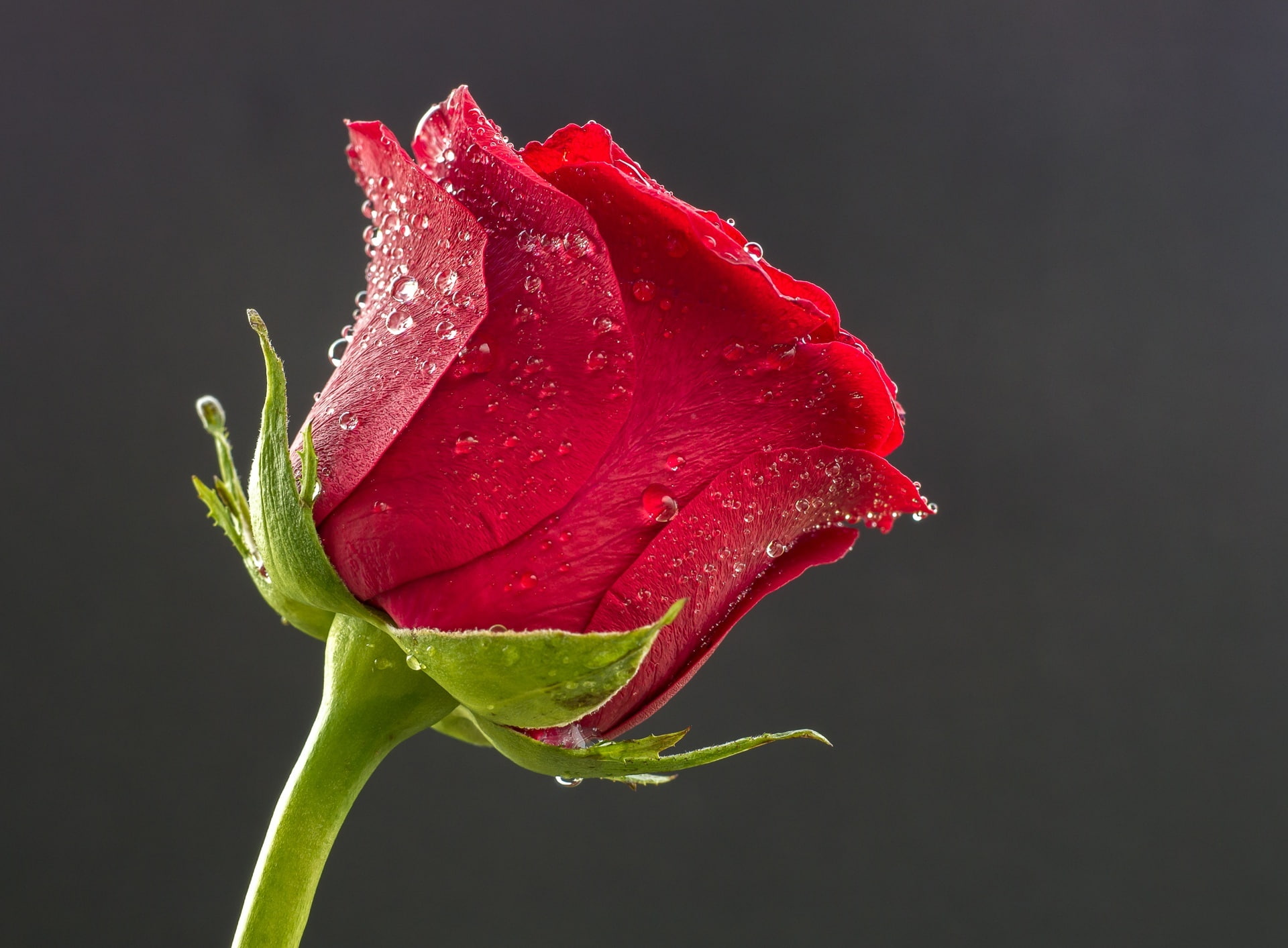 flower head, red, close-up, inflorescence, no people, beautiful, flowering plant, studio shot, Flower, freshness, drop, dewy, beauty in nature, purity, HD Wallpaper