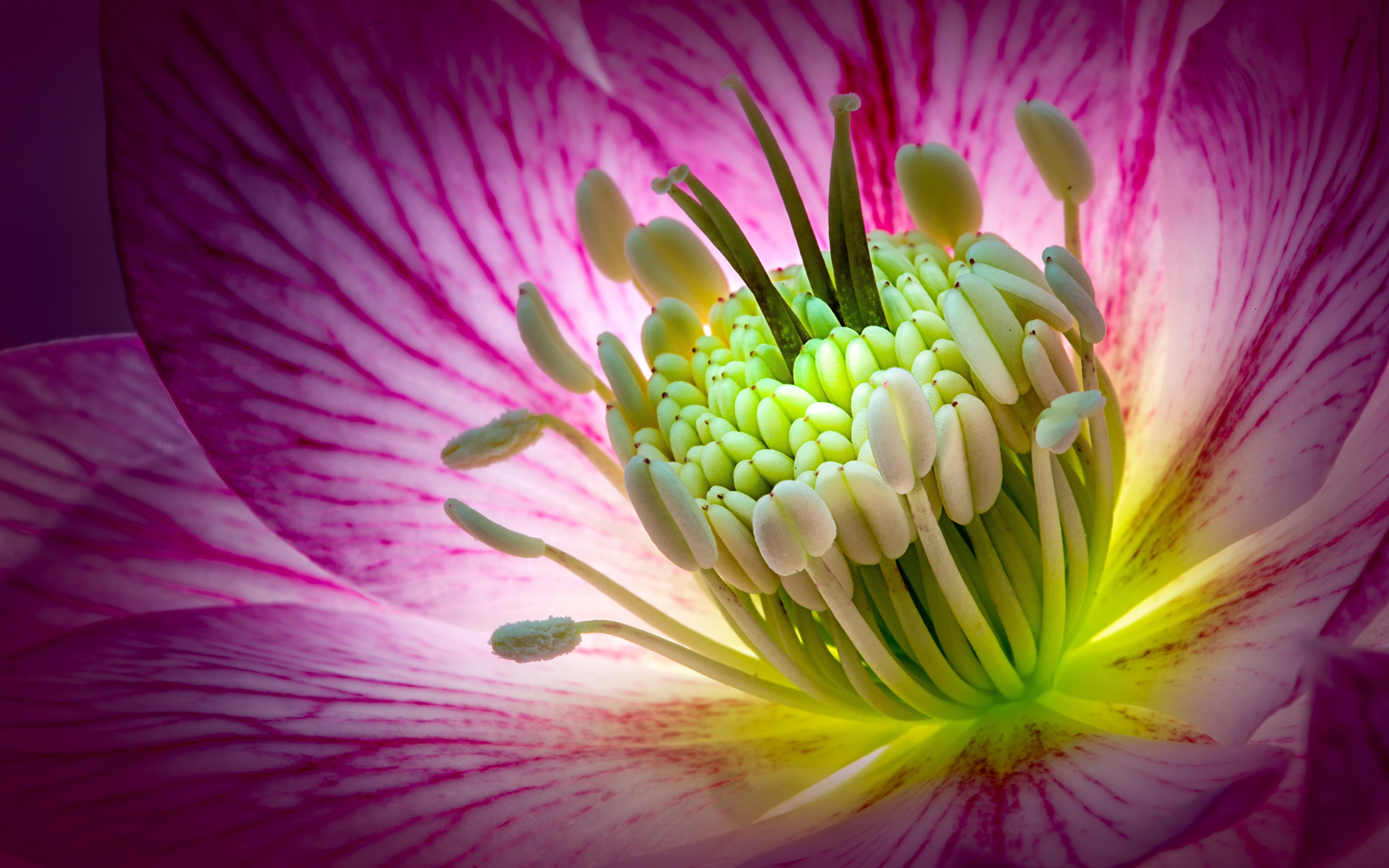 close-up, 4K, beauty in nature, pollen, freshness, soft focus, purple, fragility, pink color, no people, petal, softness, hellebore, full frame, photography, HD Wallpaper