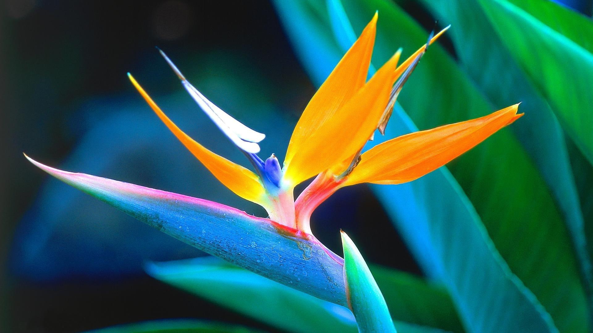 1920x1080, strelitzia, green, red, orange, flower, purple, 1080P, white, flowers, HD Wallpaper