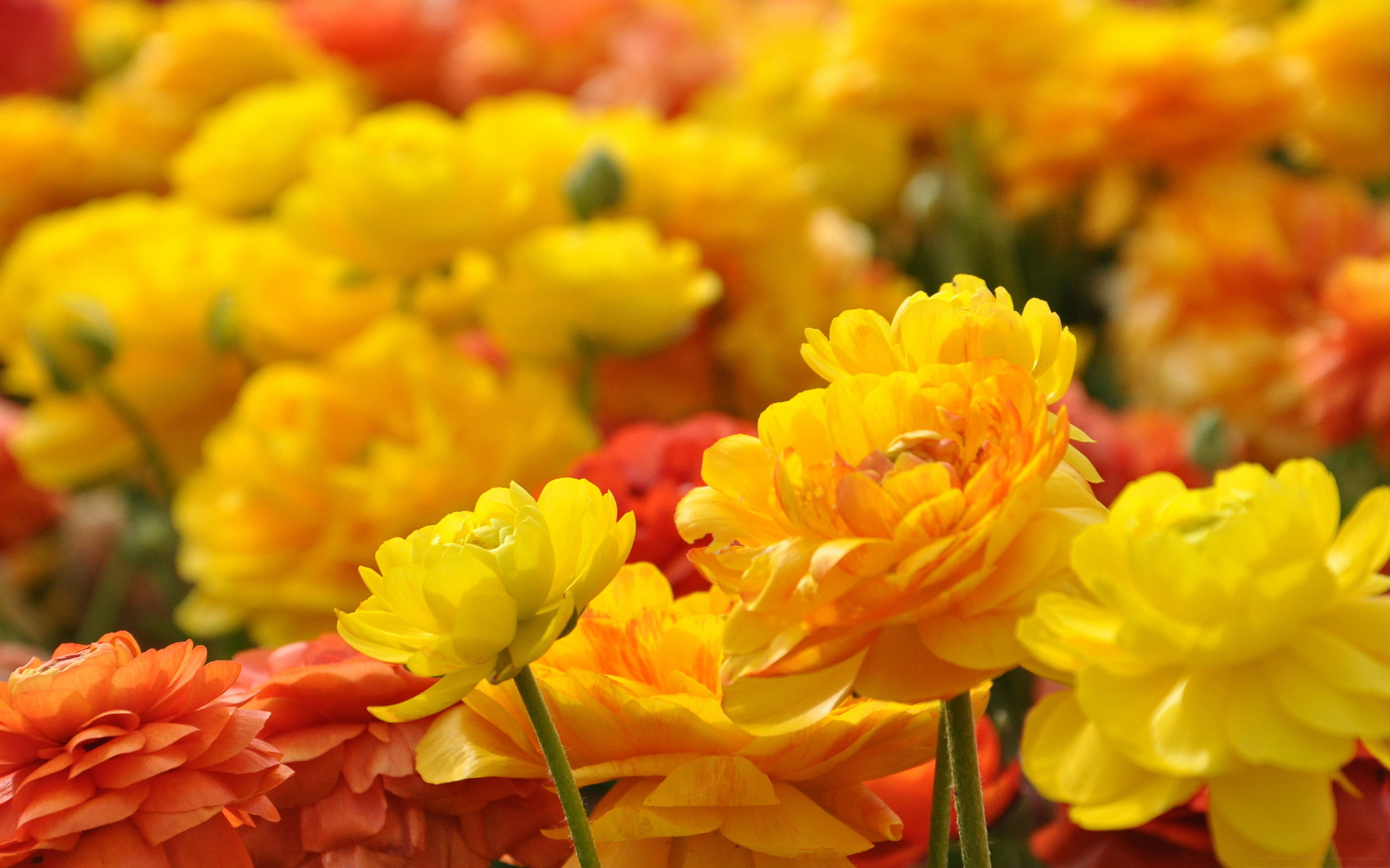flower arrangement, beauty in nature, no people, yellow, orange color, focus on foreground, red, freshness, day, close-up, flower head, plant, HD Wallpaper