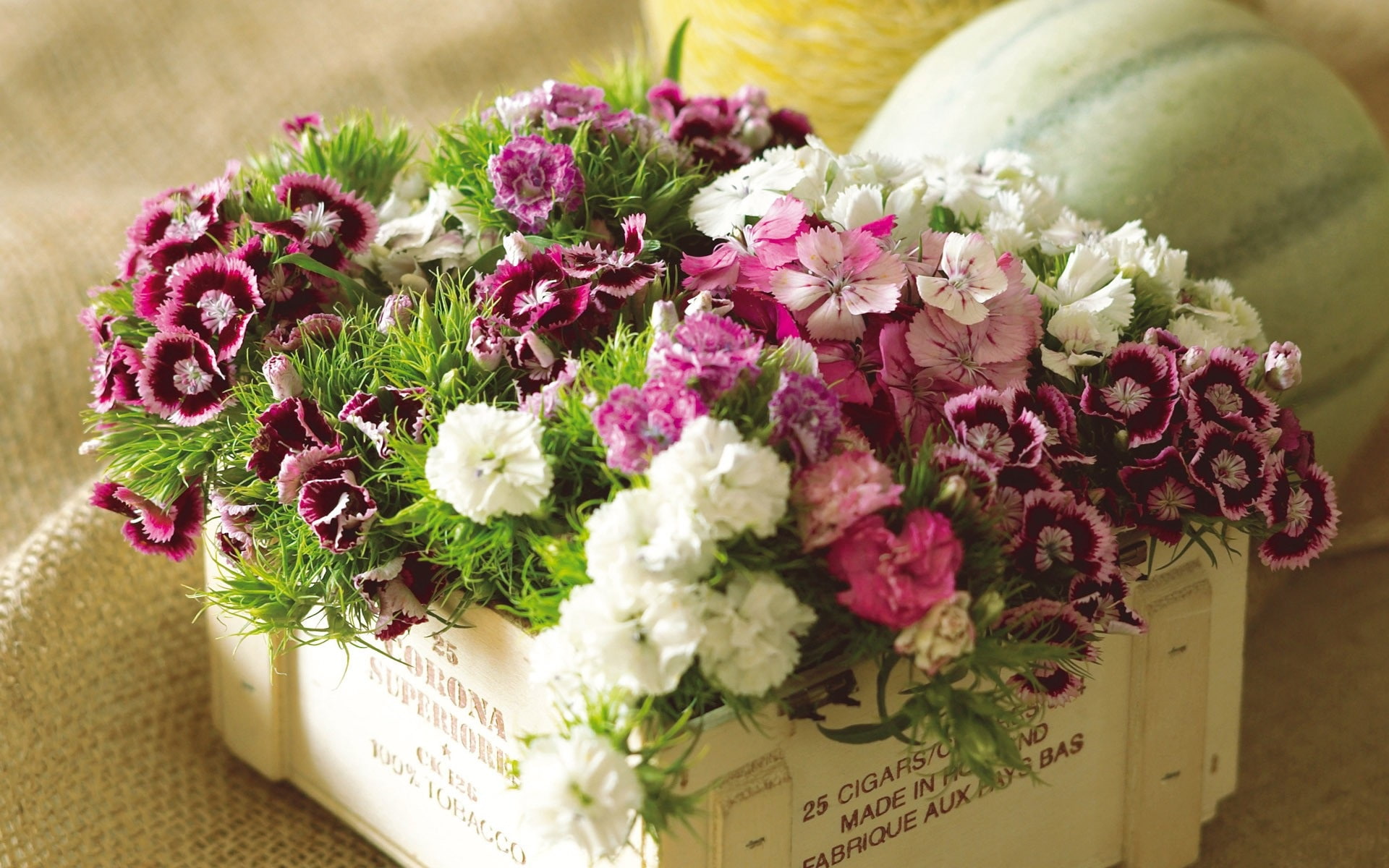 1080P, Purple, Box, Pink, Flowers, White, Colorful, HD Wallpaper