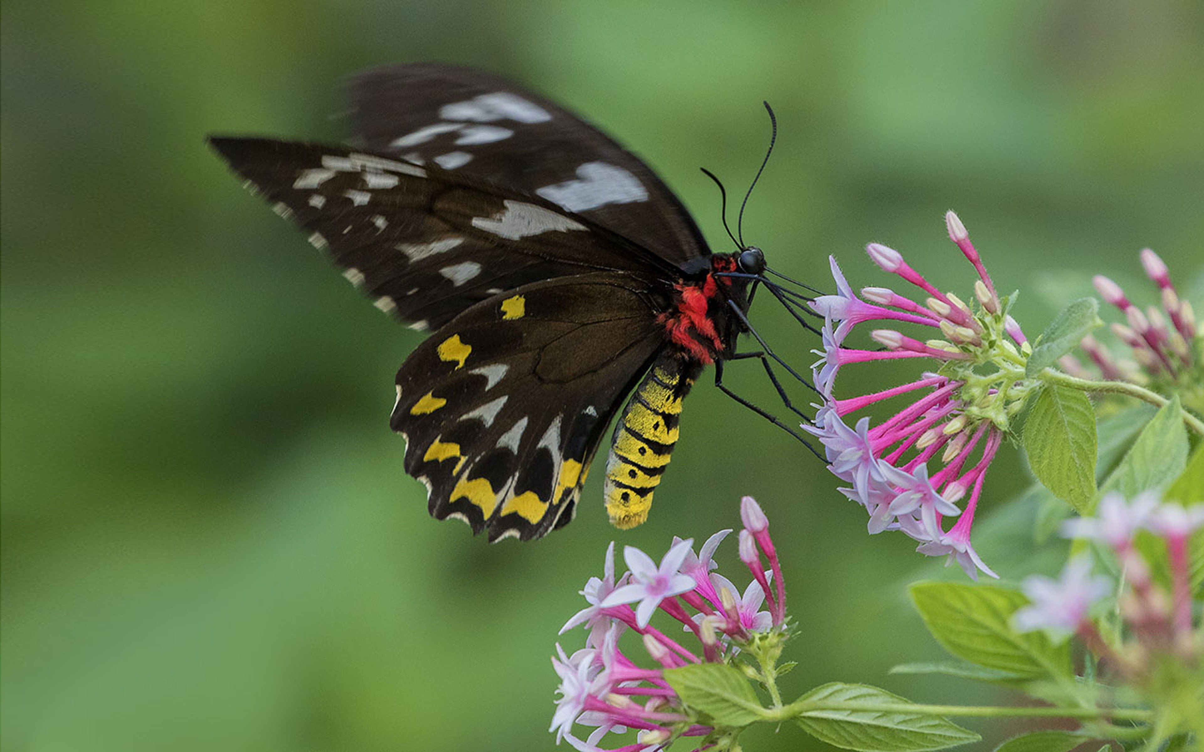 animal wing, plant, k, one animal, no people, animals in the wild, nature, hd, outdoors, desktop, petal, animal wildlife, color, pentas, lanceolata, HD Wallpaper