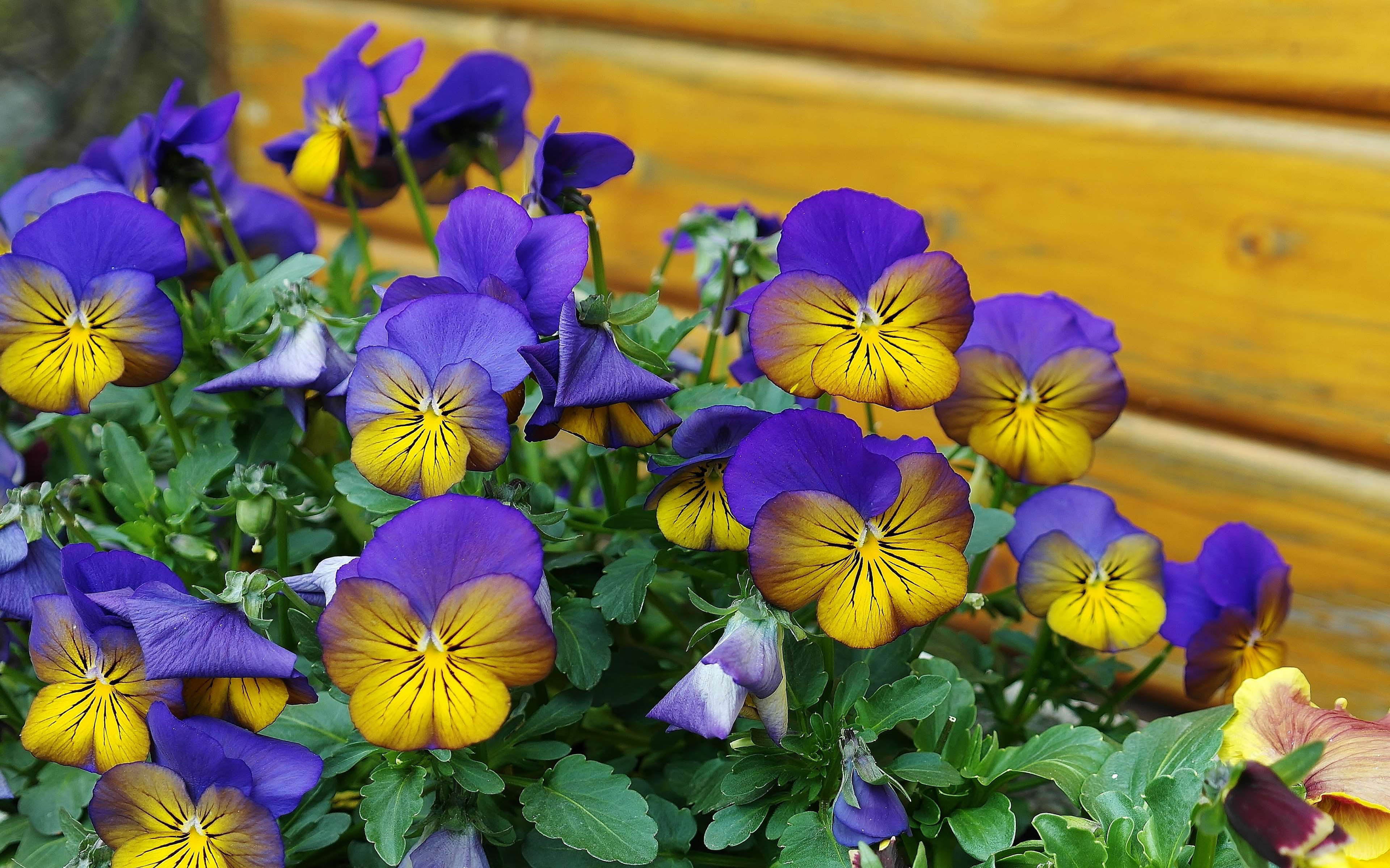 close-up, high angle view, hd, plant, flowers, beauty in nature, fragility, plant part, purple, color, nature, inflorescence, blue, leaf, pansy, HD Wallpaper