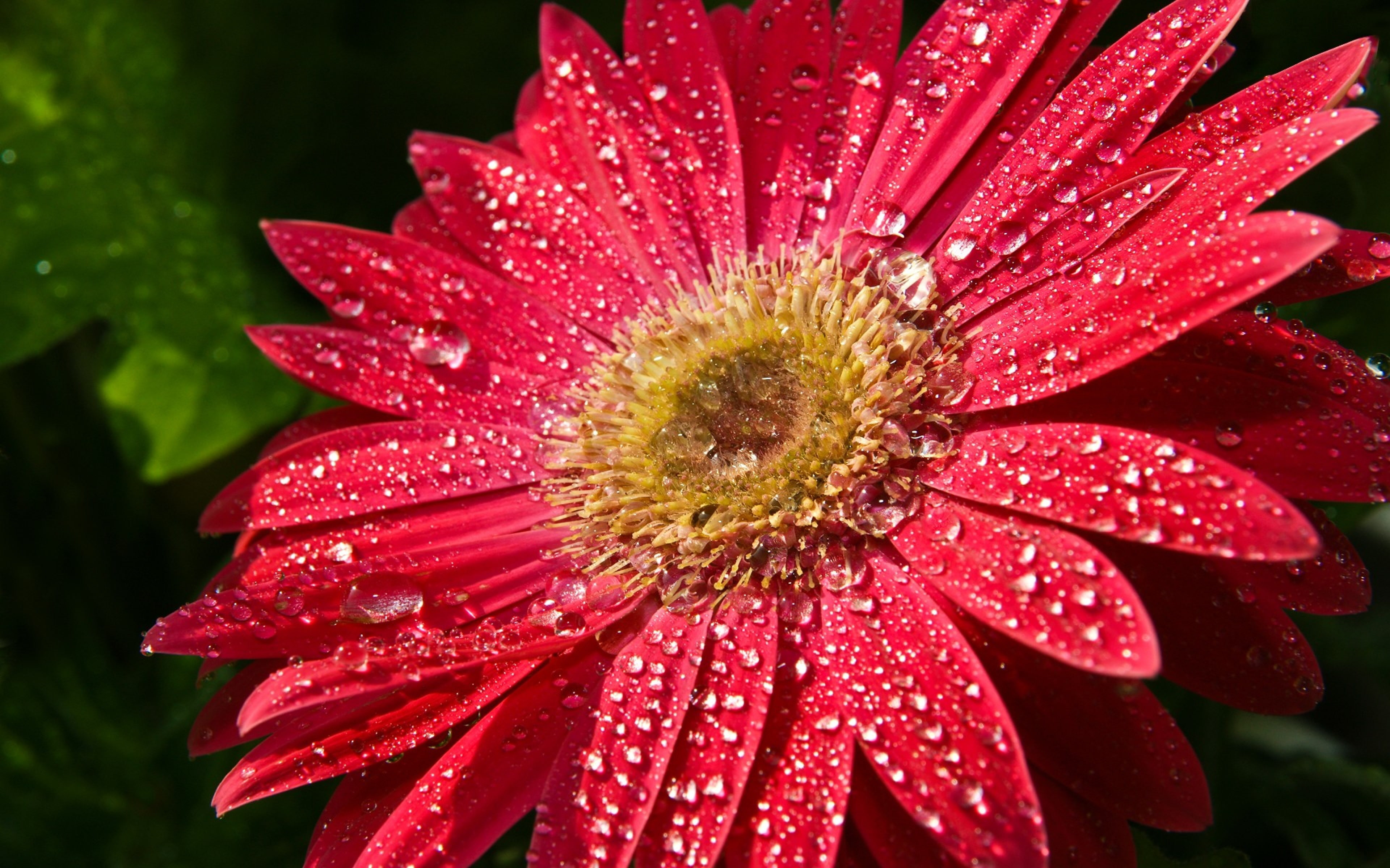 drops, mobile, water, 4K, red, hd, leaves, flower, gerber, HD Wallpaper