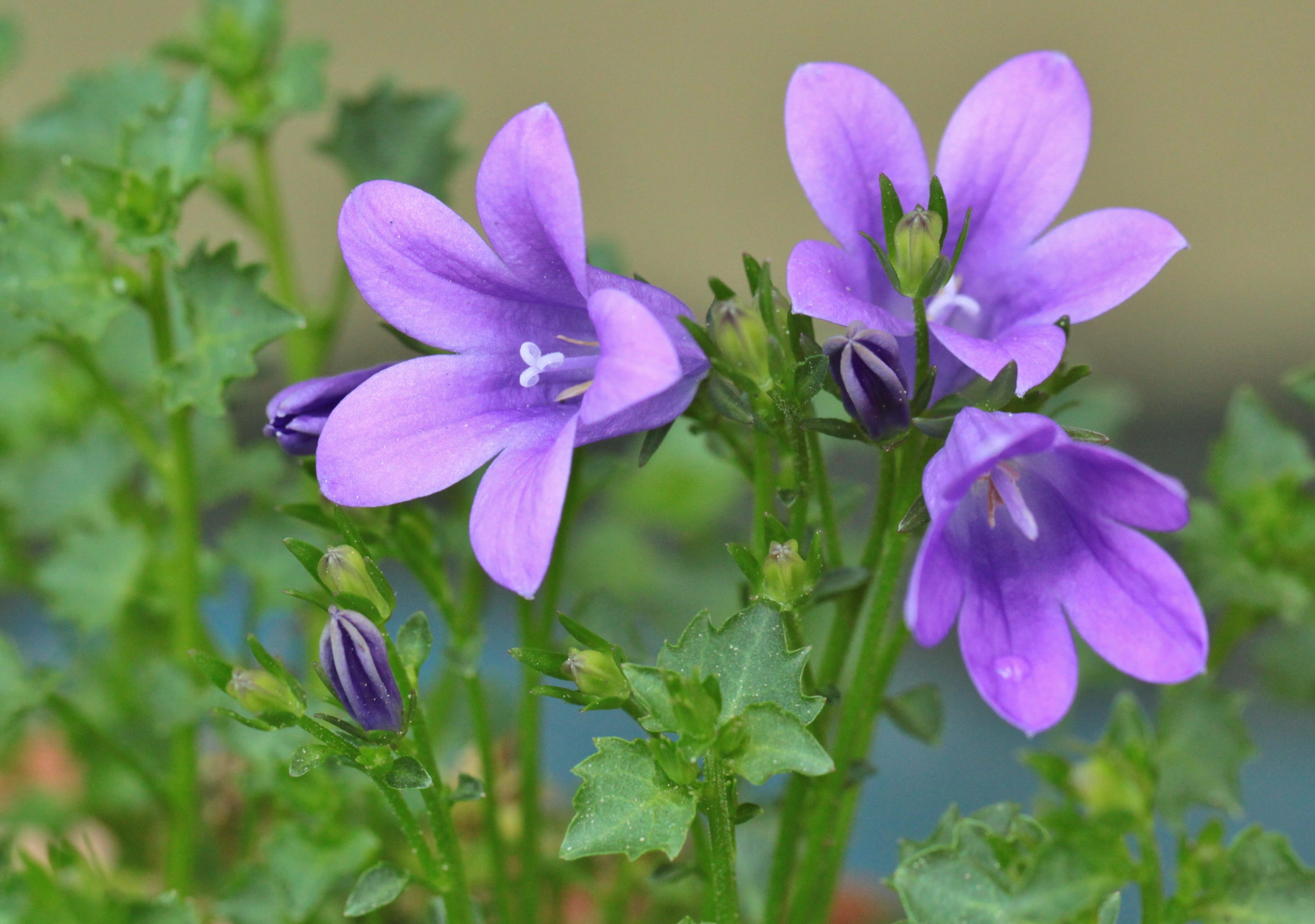 freshness, photo, no people, tender, garden, flowers, selective focus, flower head, vulnerability, petal, flowering plant, plant part, fragility, campanula, HD Wallpaper