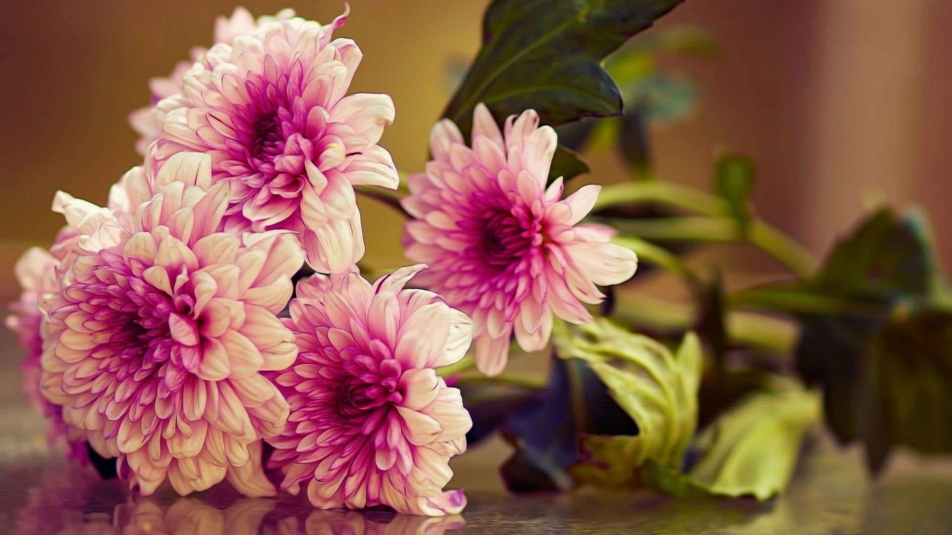 yellow, floral, indoors, herb, bloom, 1080P, close-up, pink color, fresh, plant part, close, petal, vulnerability, blooming, inflorescence, blossom, plant, HD Wallpaper