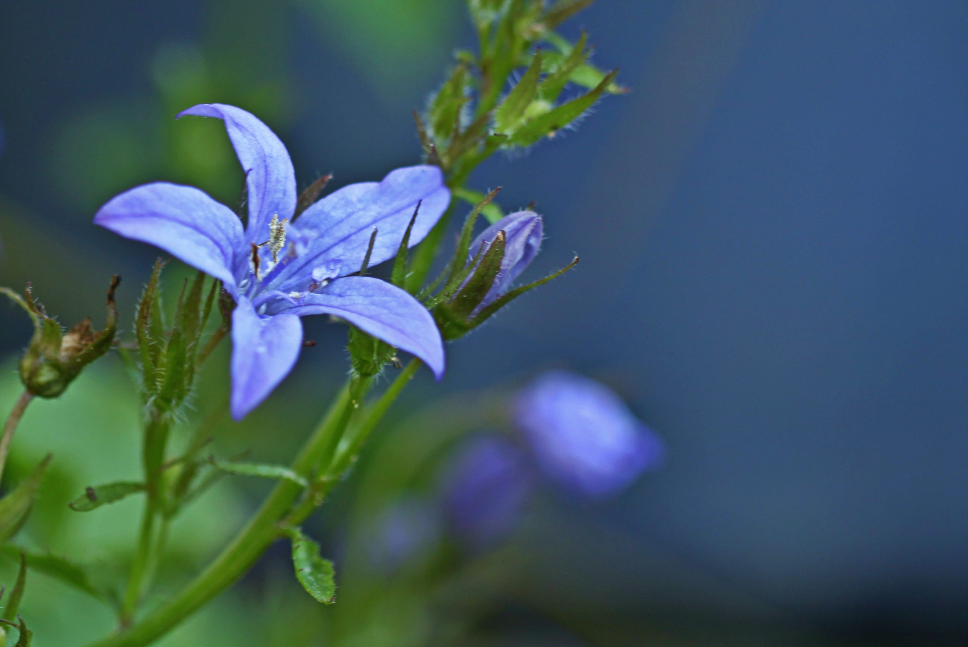 ornamental flower, close, low bellflower, beautiful, plant part, blue, Bellflower, flora, no people, flower head, flowering plant, selective, petite bellflower, HD Wallpaper