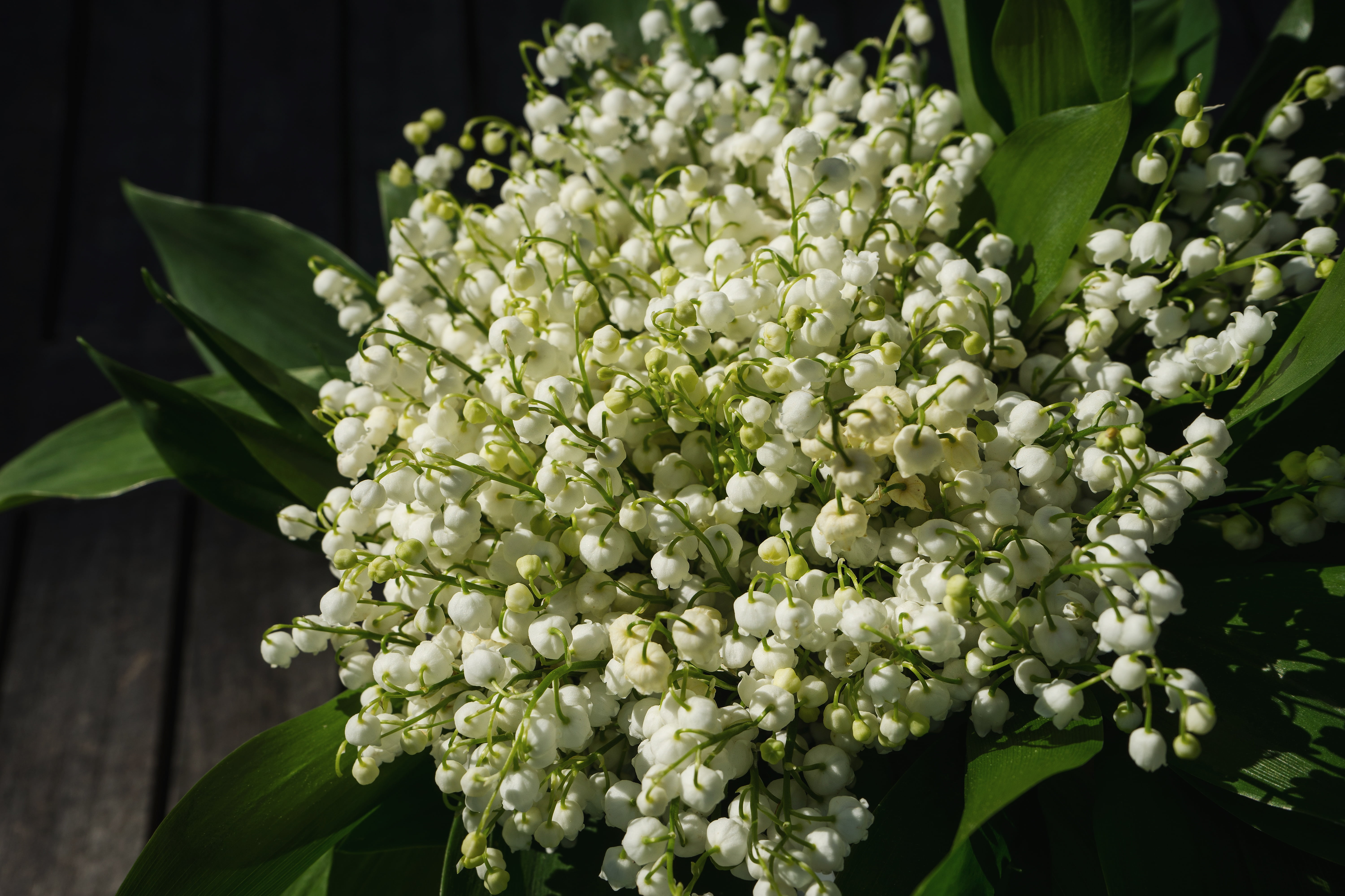 outdoors, bunch of flowers, inflorescence, blossom, convallaria majalis, flower arrangement, flowering plant, leaf, bell, plant, macro, wild flower, flower, HD Wallpaper