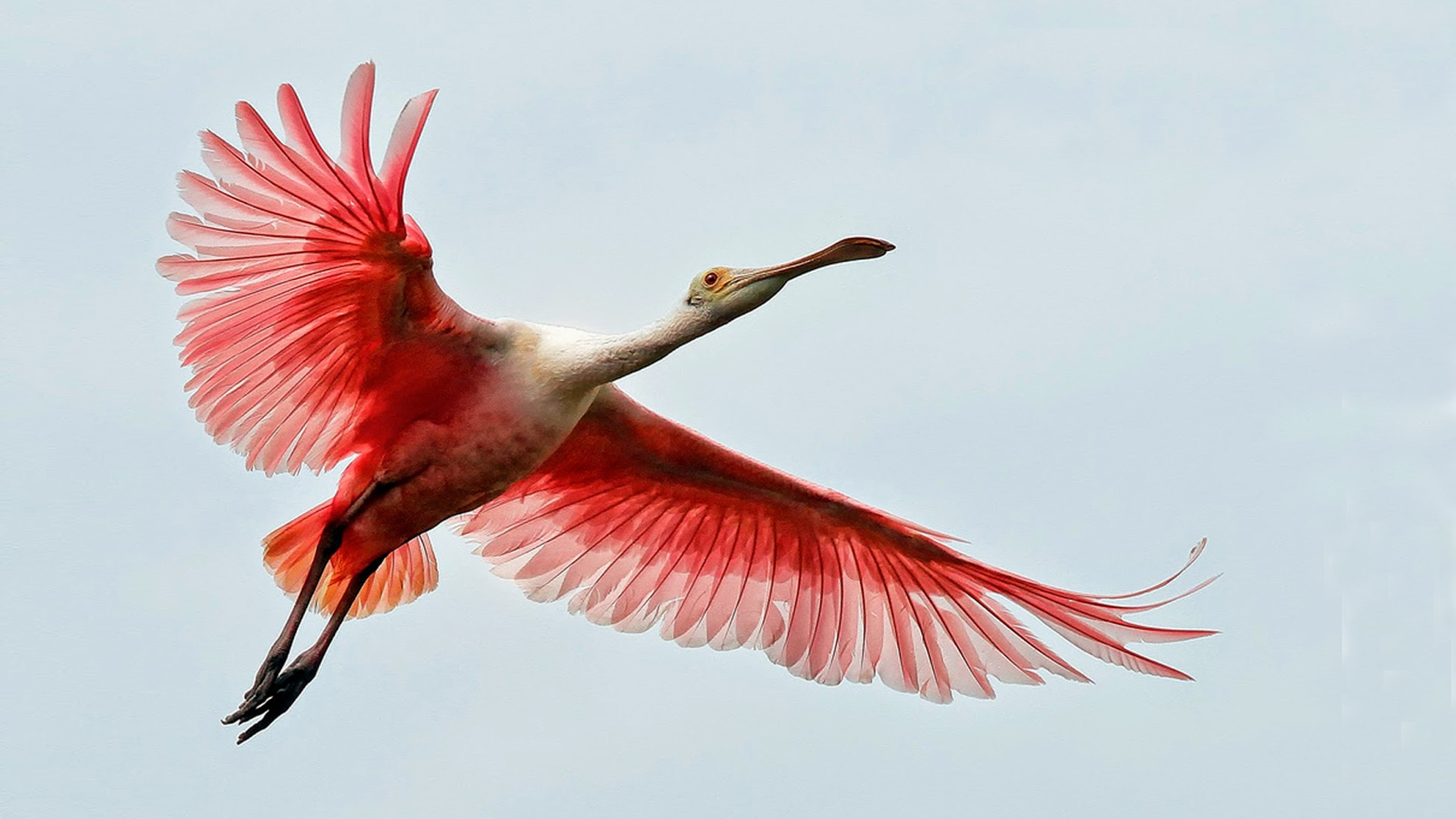 hd, laptops, spoonbill, nature, images, flying, animal wing, desktop, mid-air, one animal, bird, mobile, close-up, sky, animal body part, roseate, HD Wallpaper