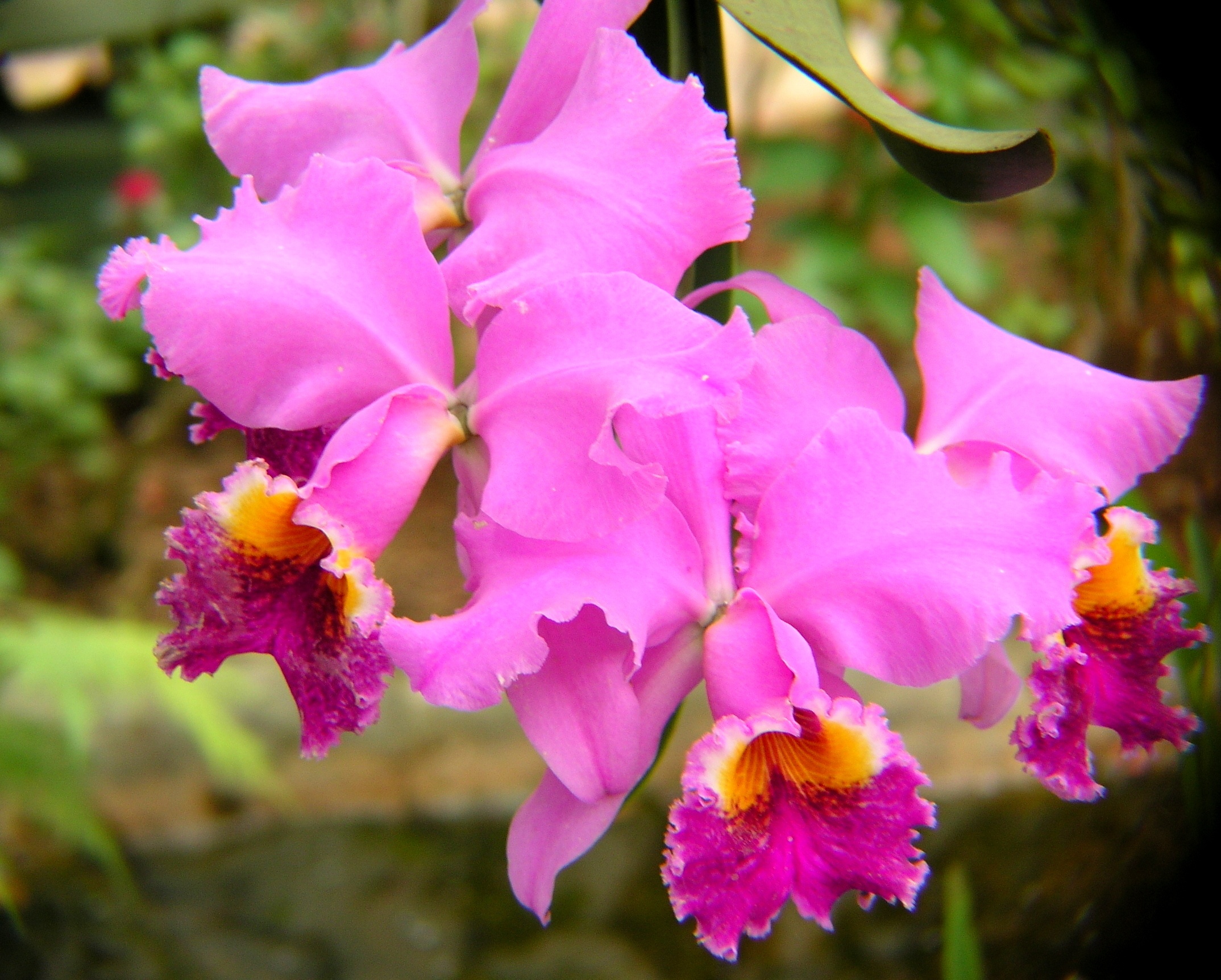 botanical, elegance, nature, decoration, photography, tropical, pink Color, nature walk, yellow, natural, close-up, petal, display, botany, focus on foreground, HD Wallpaper
