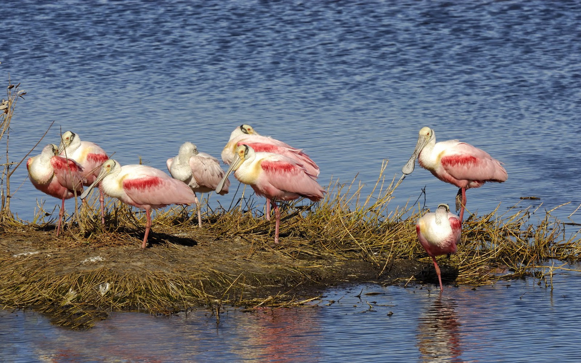 group, island, 1080P, hd, birds, platalea, ajaja, roseate, small, desktop, spoonbill, HD Wallpaper