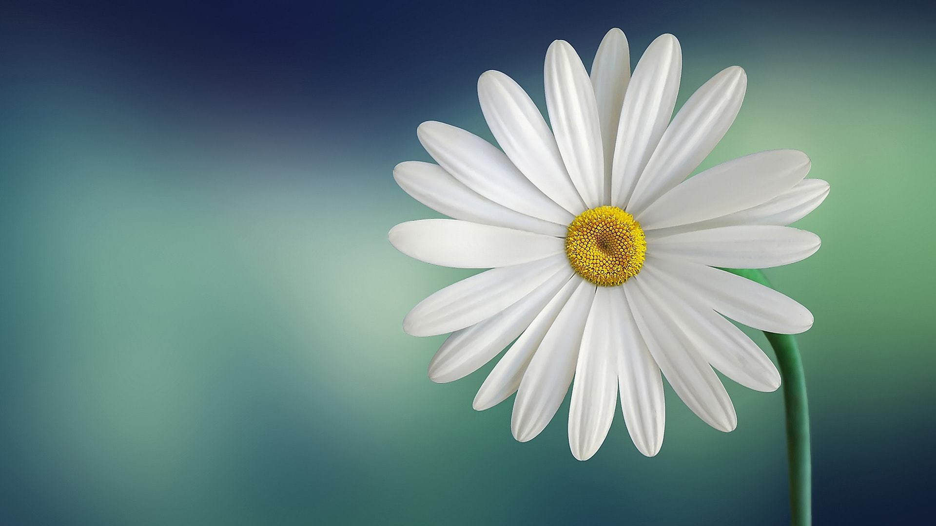 marguerite, white color, flower, inflorescence, petal, daisy, beauty in nature, blue background, colored background, fragility, no people, plant, growth, HD Wallpaper