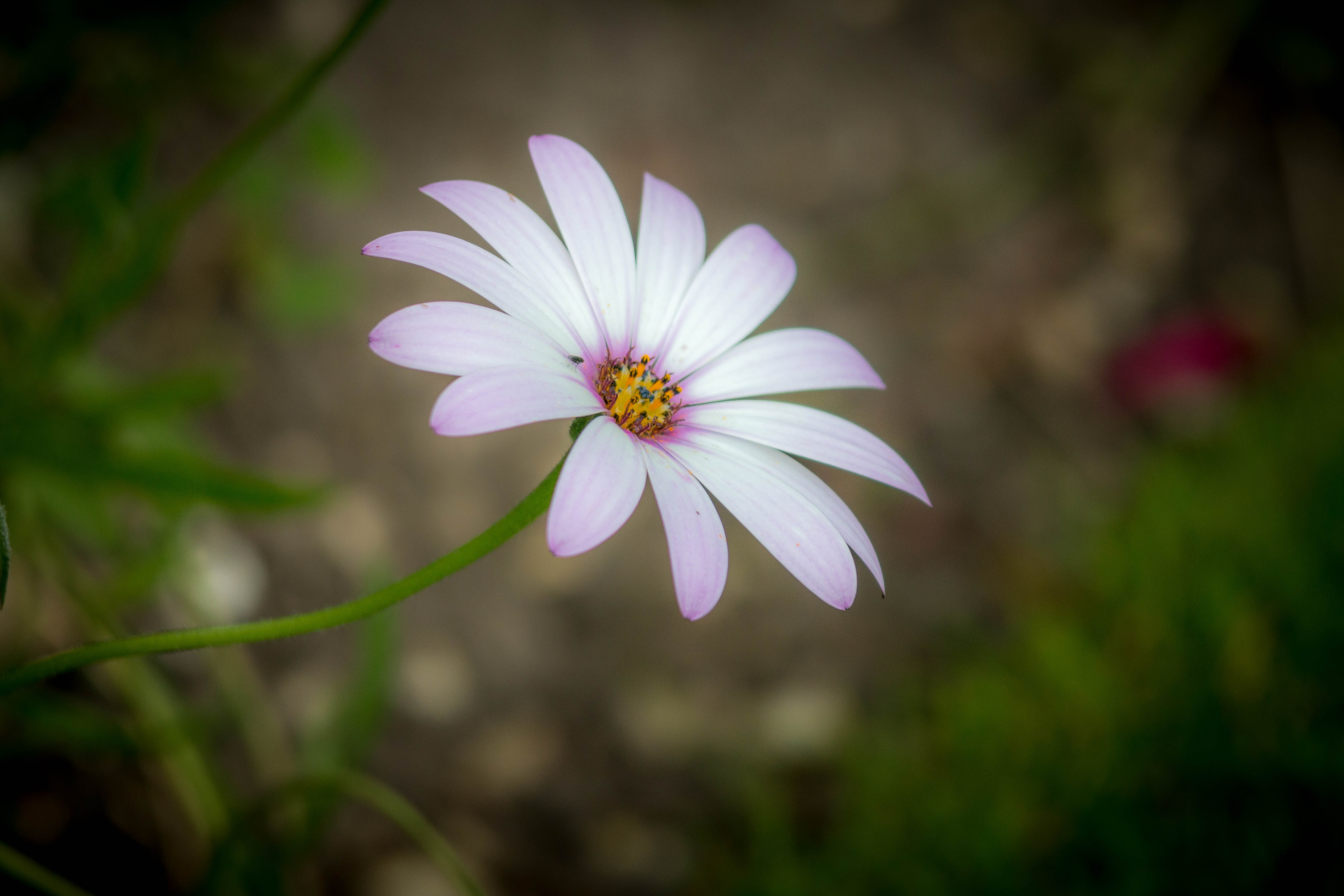 flower, focus, shallow focus, eos  70d, osteospermum, purple flower, purple, nature, close-up, daisy, 4K, shallow, Single, petal, white, summer, outdoors, HD Wallpaper