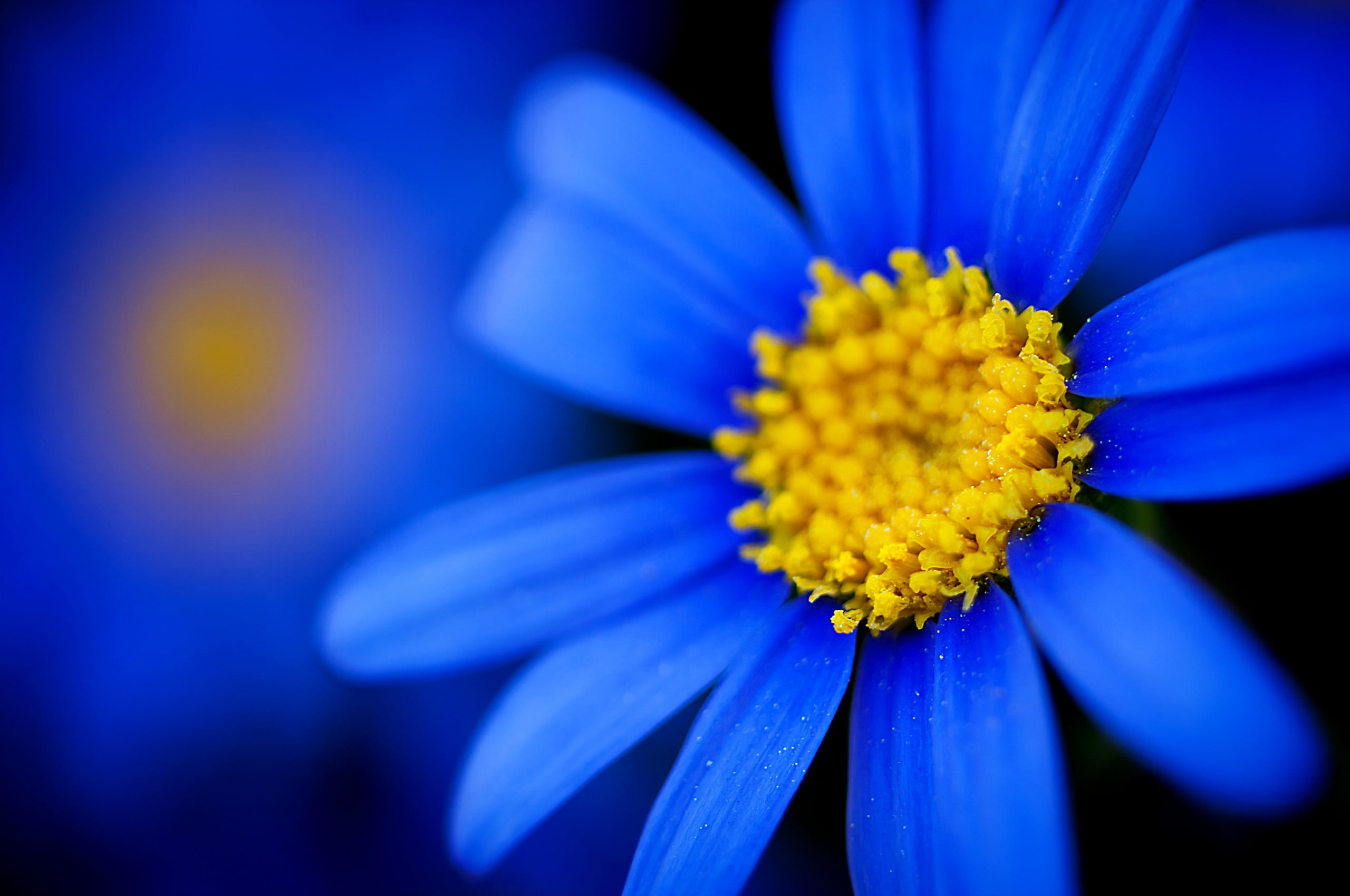 fragility, petal, blue, purple, summer, backgrounds, growth, white, close-up, colors, blue flowers, 2K, outdoors, ornamental garden, botany, single Flower, HD Wallpaper