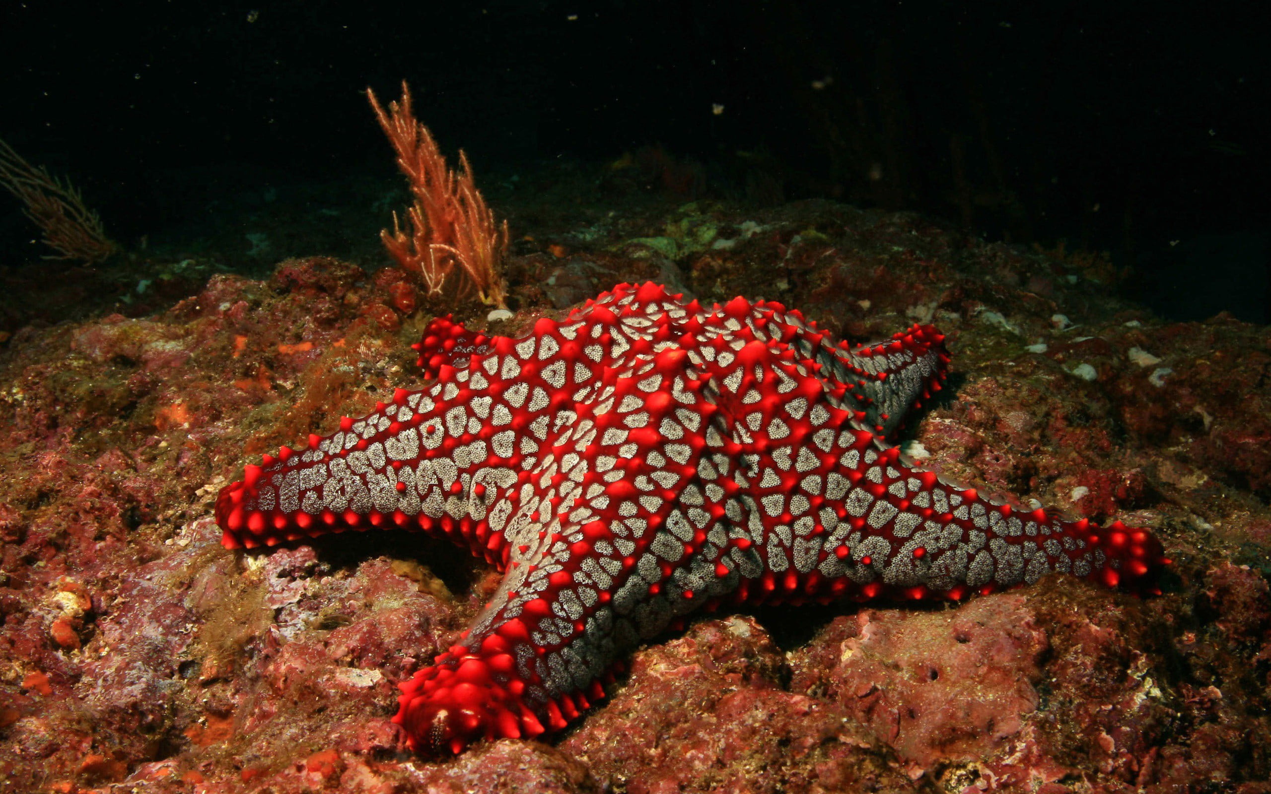 painting, animal themes, animals in the wild, water, one animal, wildlife, animal wildlife, black, sea life, starfish, invertebrate, undersea, no people, HD Wallpaper