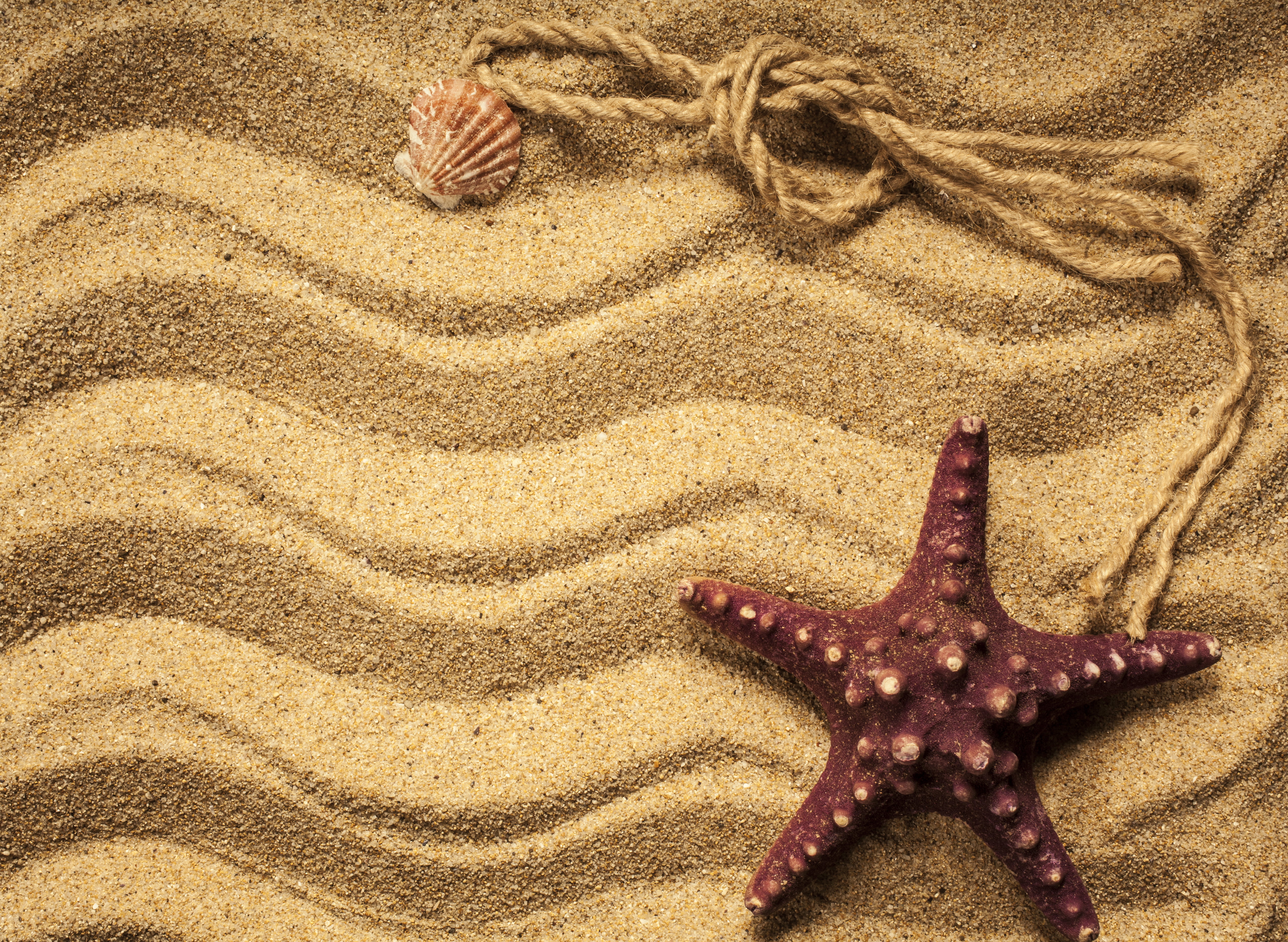 land, animal themes, animal, brown, water, sand, 5K, texture, marine, star, fish, shell, day, beach, high angle view, starfish, animal wildlife, shape, HD Wallpaper