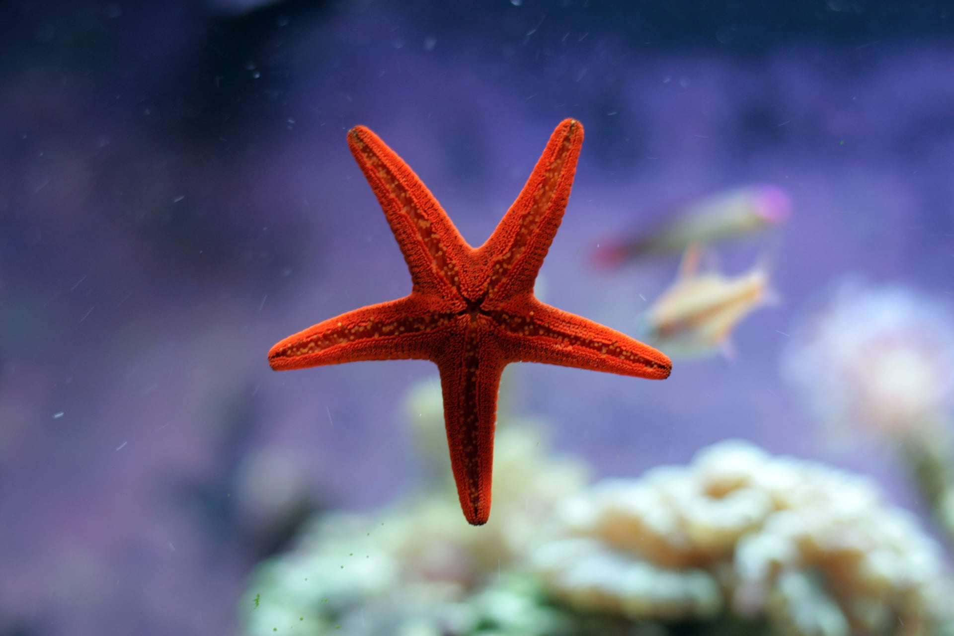 life, beauty In Nature, beach, saltwater Fish, animals in the wild, one animal, outdoors, water, starfish, summer, tropical Fish, animal wildlife, star Shape, HD Wallpaper