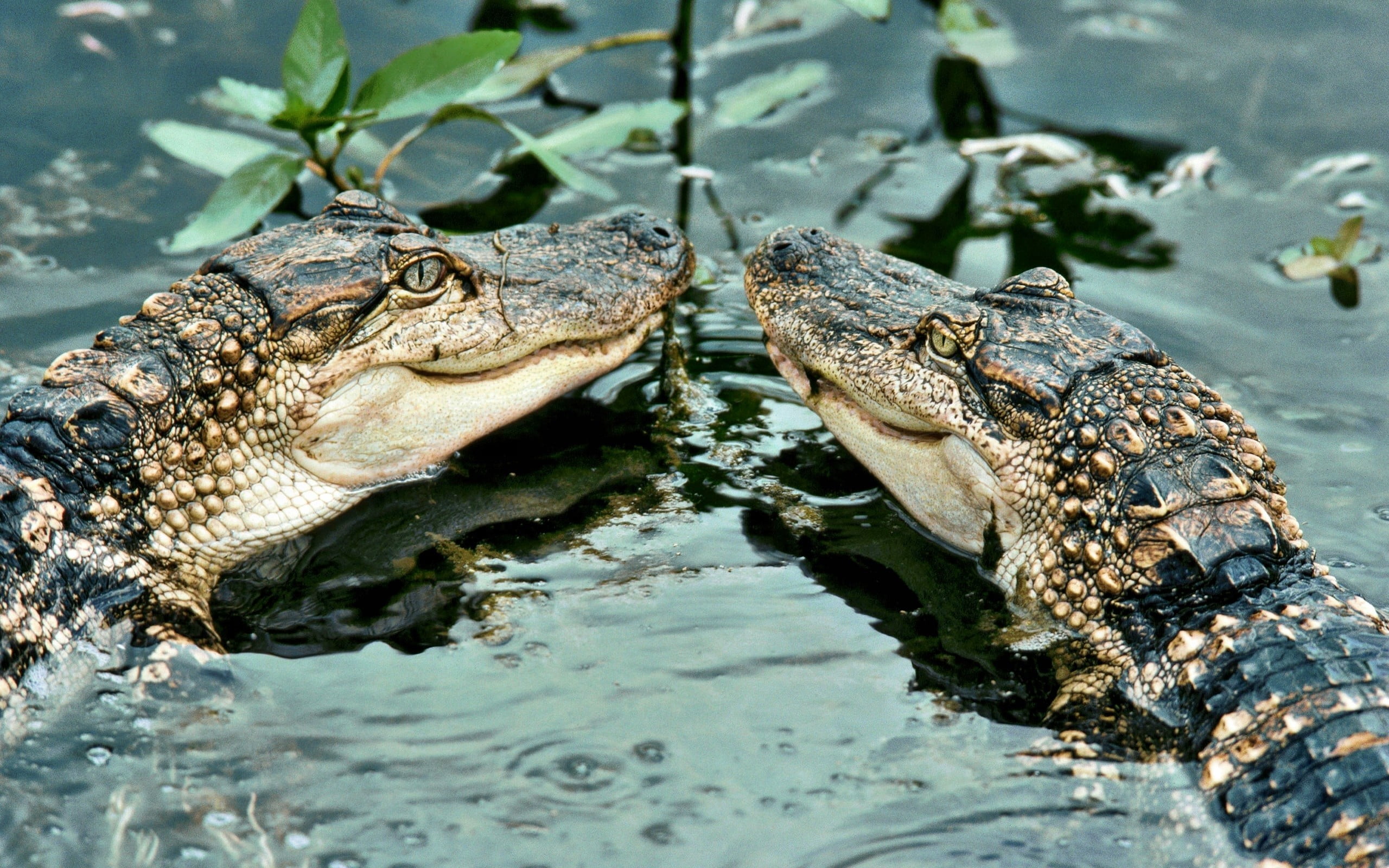 alligator, animals in the wild, fish, outdoors, day, vertebrate, 2K, reptile, animal wildlife, alligators, brown, lake, amphibian, crocodile, nature, animal scale, HD Wallpaper