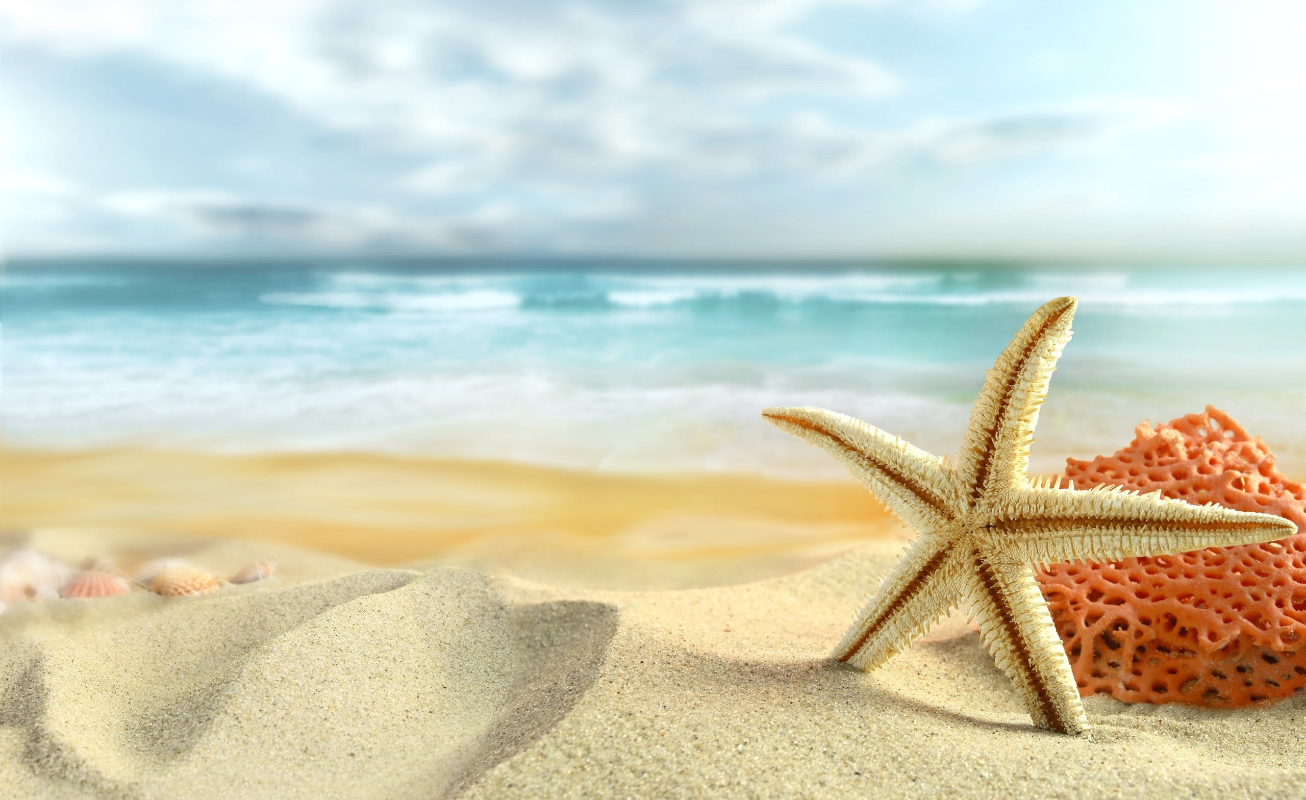 2K, land, water, Nature, white, sea life, sea, beach, outdoors, horizon over water, star, starfish, star shape, no people, Summer, sand, fish, marine, HD Wallpaper