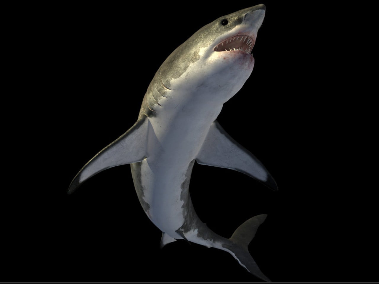 studio shot, animals in the wild, close-up, sea, underwater, 720P, undersea, one animal, black background, mouth open, animal wildlife, animal themes, HD Wallpaper
