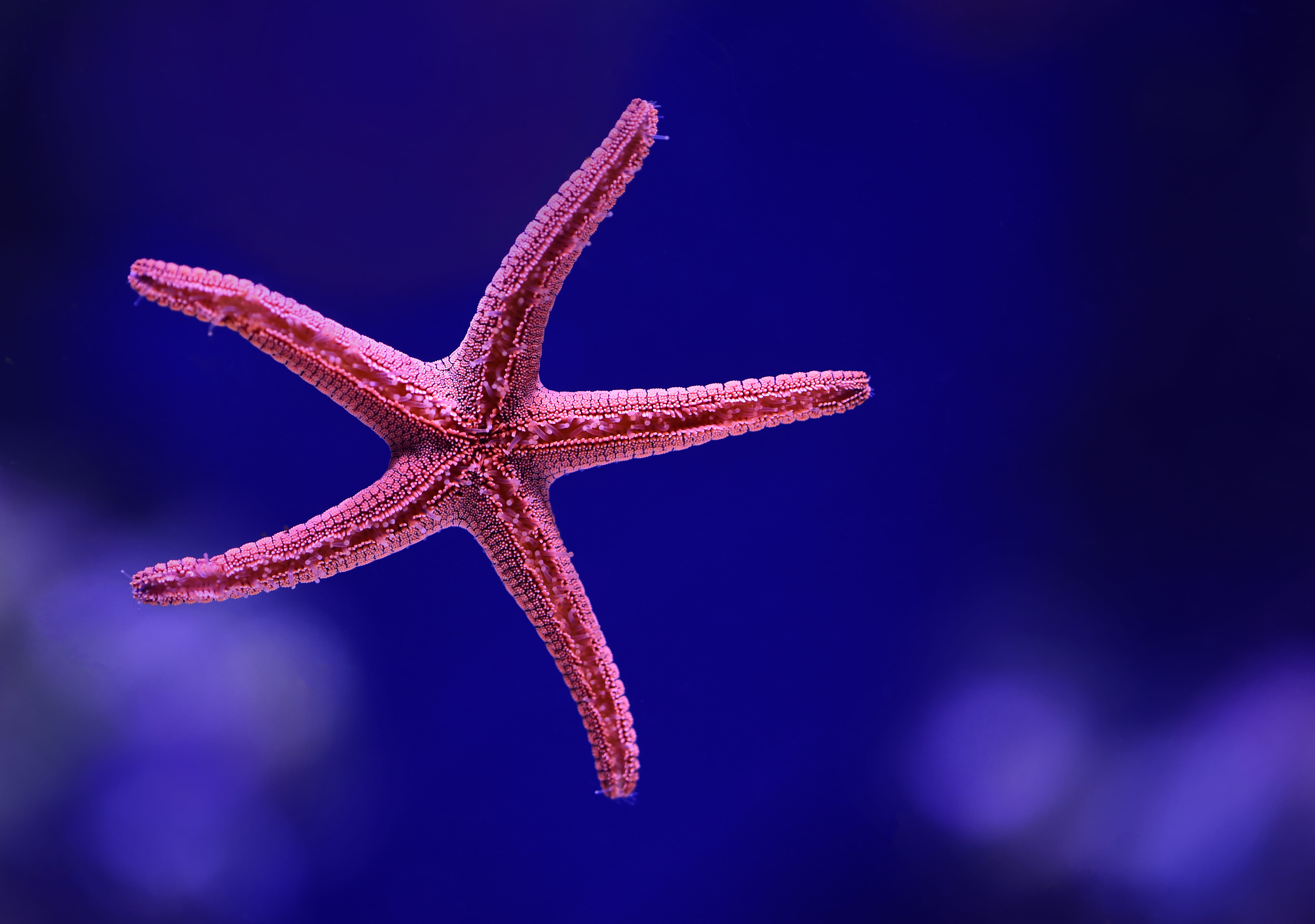 undersea, beauty in nature, red, animals in the wild, shallow, nature, pink, close-up, one animal, underwater, star shape, animal themes, marine, photography, HD Wallpaper