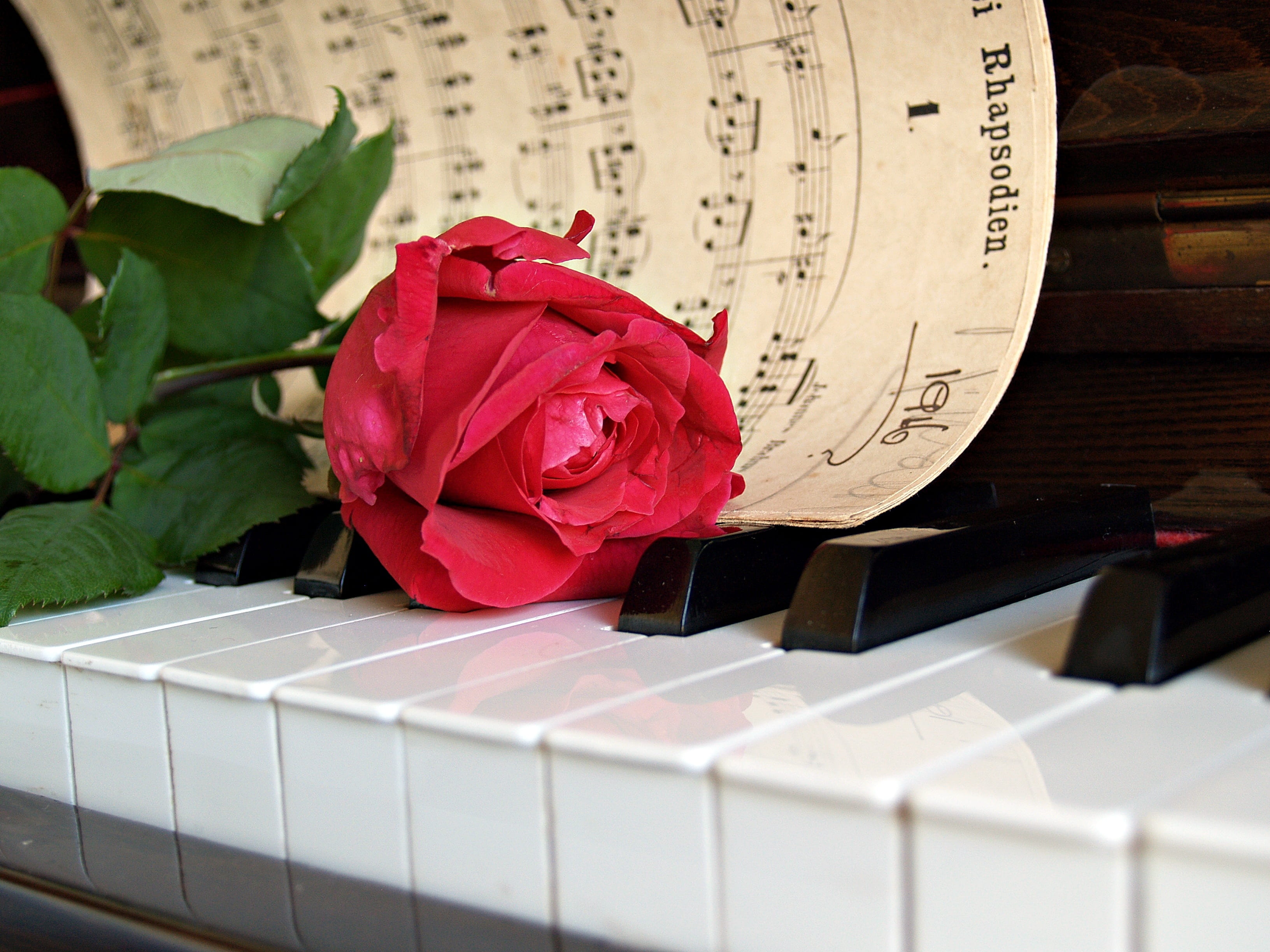 decoration, piano key, vulnerability, inflorescence, old, pianist, no people, floral, flower head, keyboard, white, musical, freshness, piano, beauty in nature, HD Wallpaper