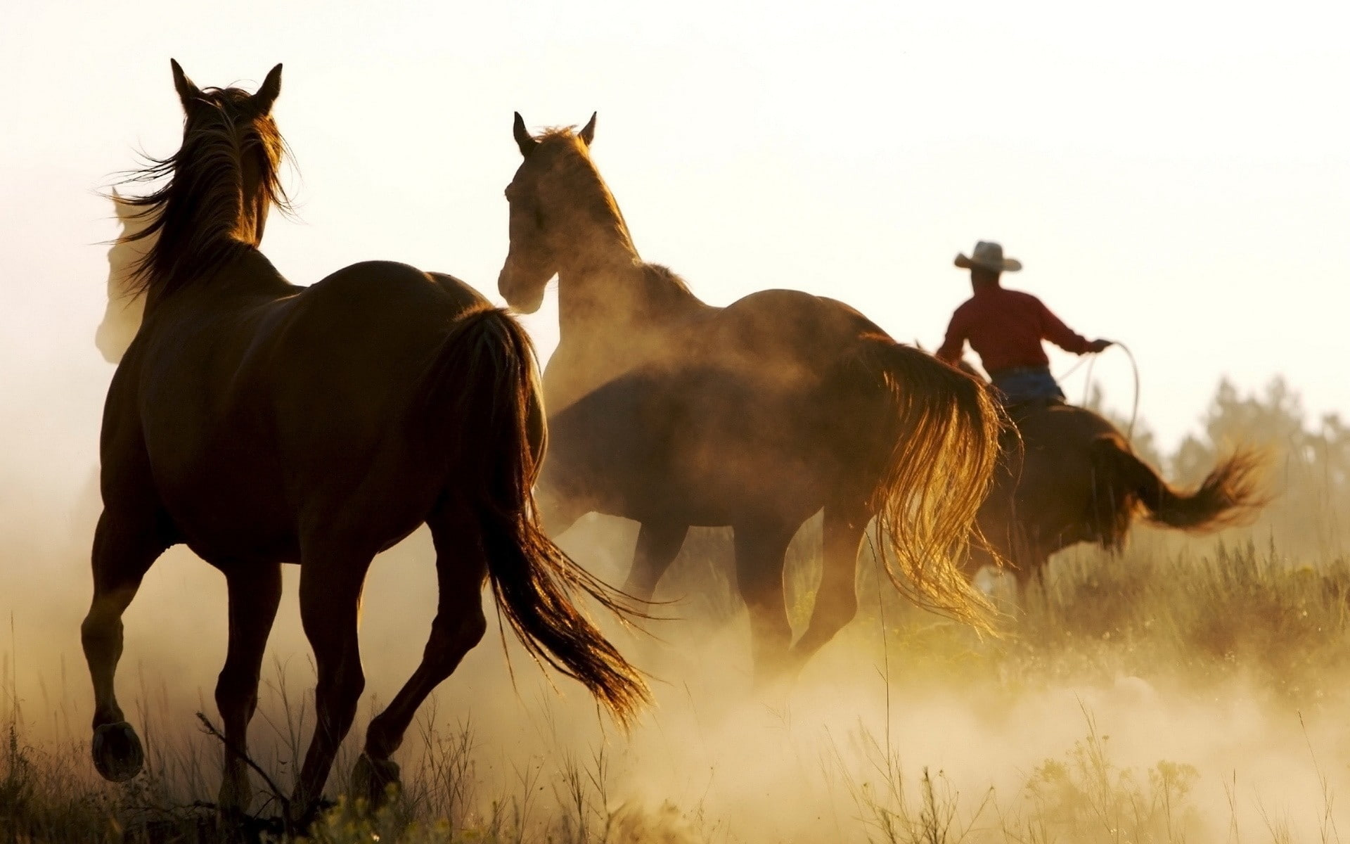 western, horse, animals, 1080P, cowboys, HD Wallpaper