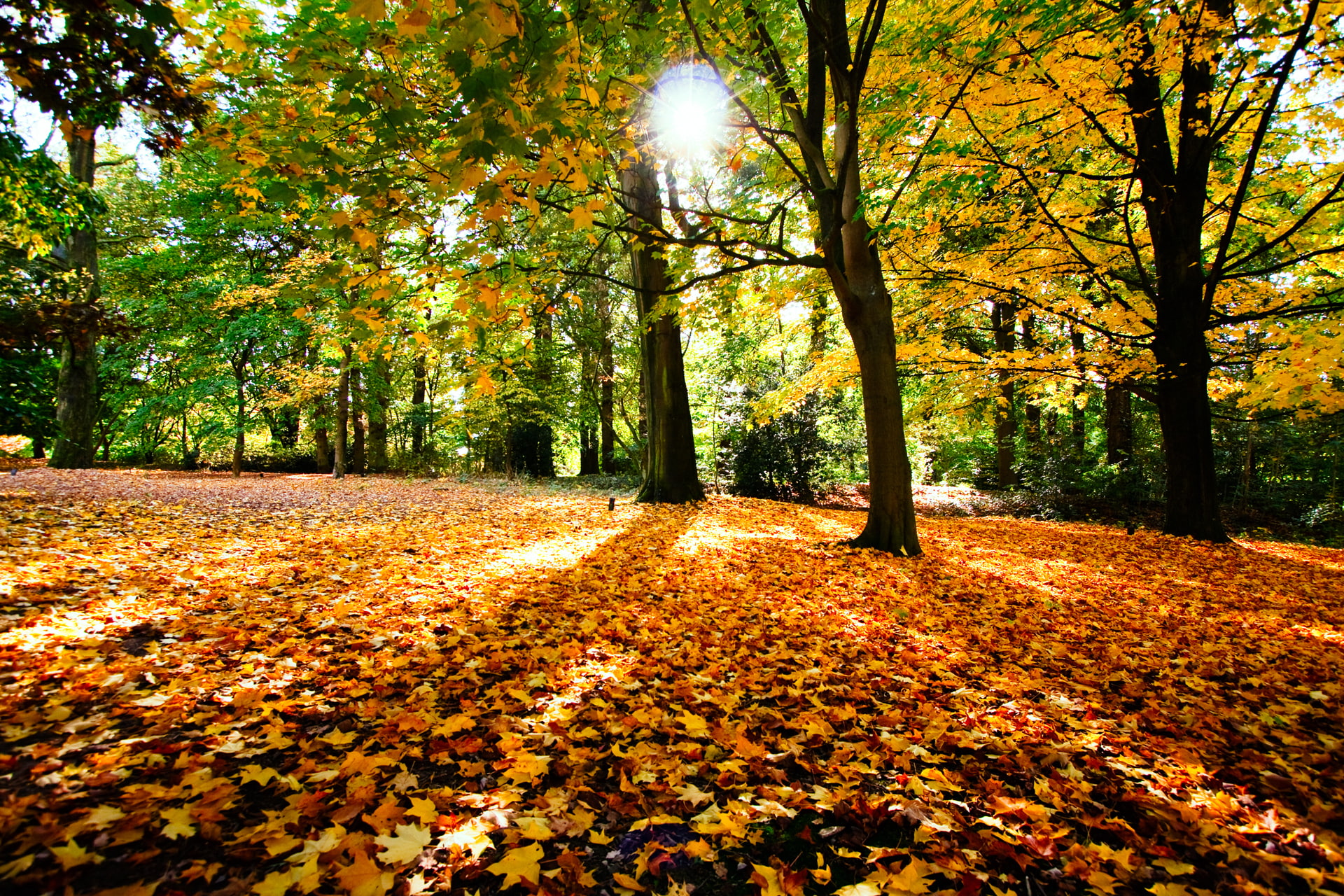 leaves, bright, landscape, autumn collection, lush Foliage, sunlight, yellow, backgrounds, foliage, forest, growth, leaf, 1080P, season, trees, november, HD Wallpaper