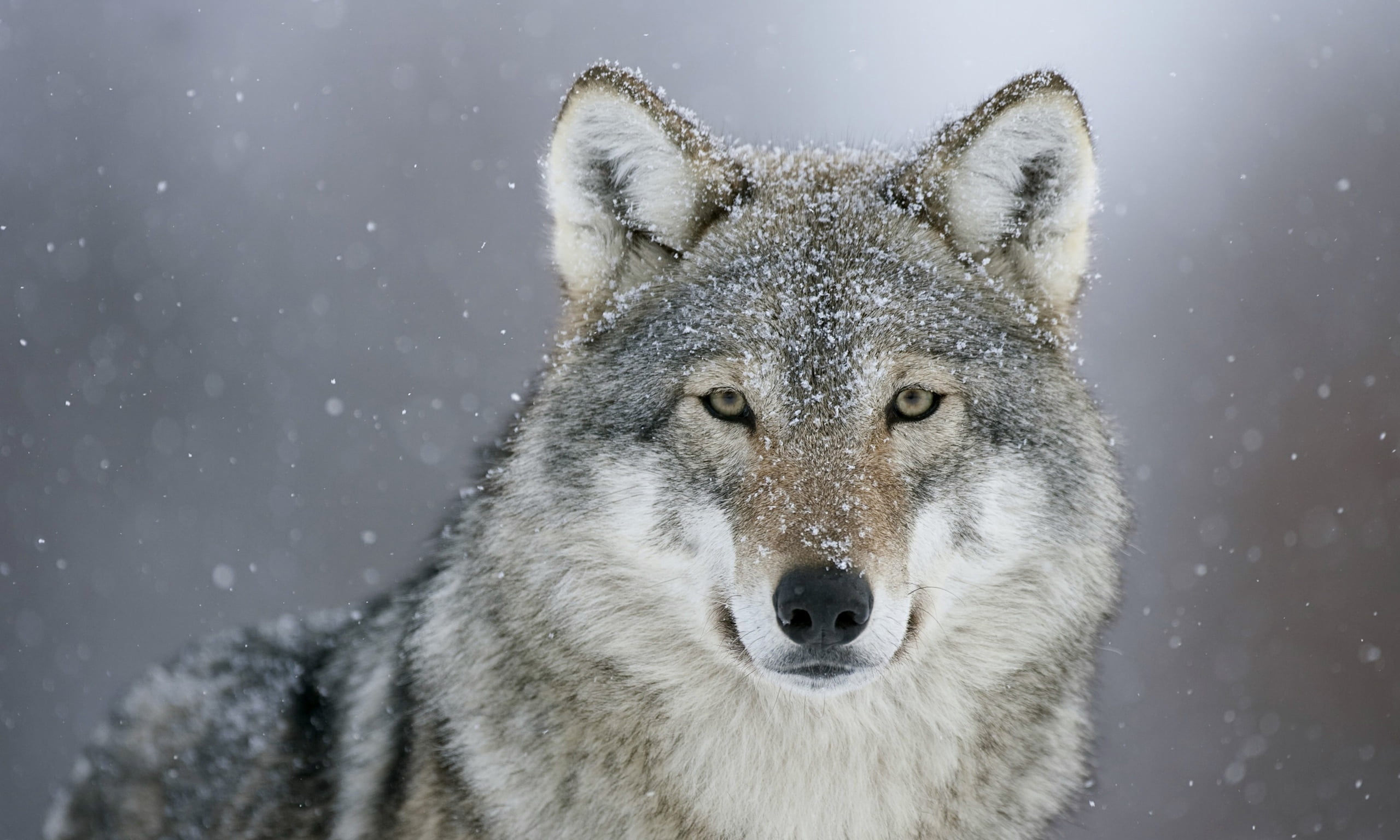animal, looking, ice, nordic Countries, canine, animal themes, animals Hunting, cold - Temperature, front view, scandinavian Culture, animal wildlife, focus on foreground, HD Wallpaper