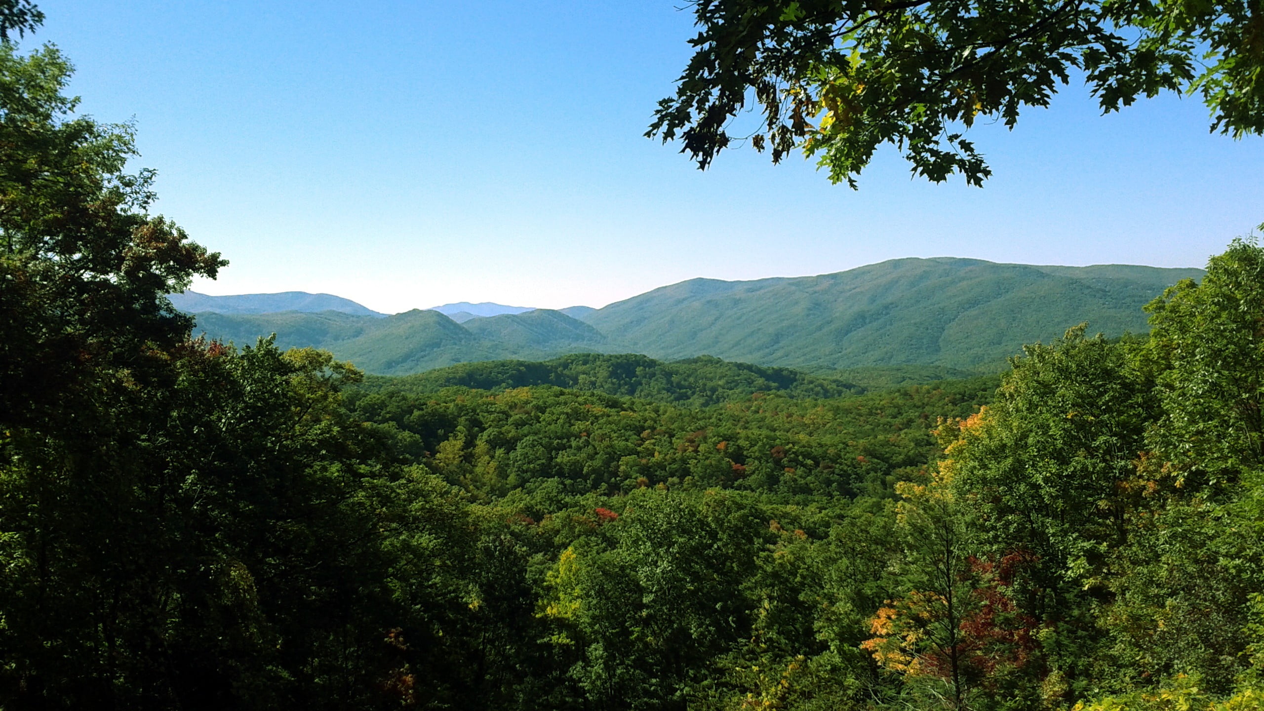 mountains, beauty in nature, tree, growth, daytime, Smoky Mountains, landscape, Tennessee, day, plant, nature, idyllic, outdoors, tranquil scene, tranquility, HD Wallpaper