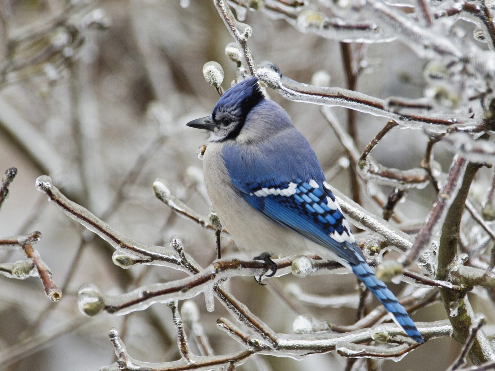 beauty in nature, bare tree, tree, animal, vertebrate, animal wildlife, animals in the wild, blue, winter, close-up, bird, white, animal themes, plant, HD Wallpaper