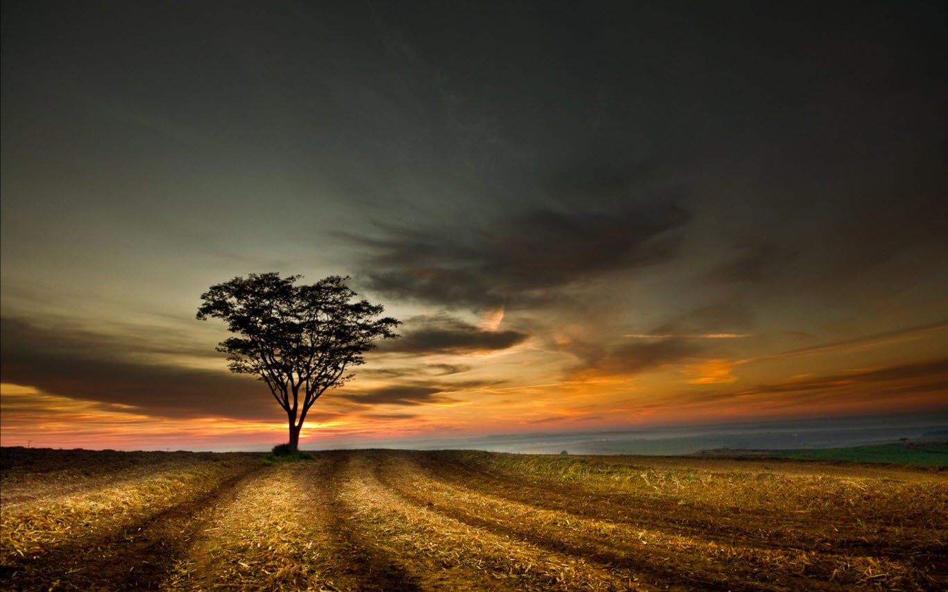 skyscape, dusk, dramatic sky, 720P, outdoors, single tree, beauty in nature, land, grass, nature, orange color, sky, scenics - nature, cloud - sky, brown, HD Wallpaper