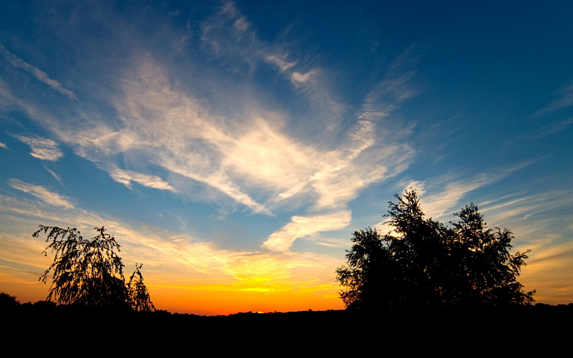 growth, trees, low angle view, tree, idyllic, silhouette, outdoors, dusk, skyscape, nature, environment, no people, scenics - nature, non-urban scene, beauty in nature, HD Wallpaper