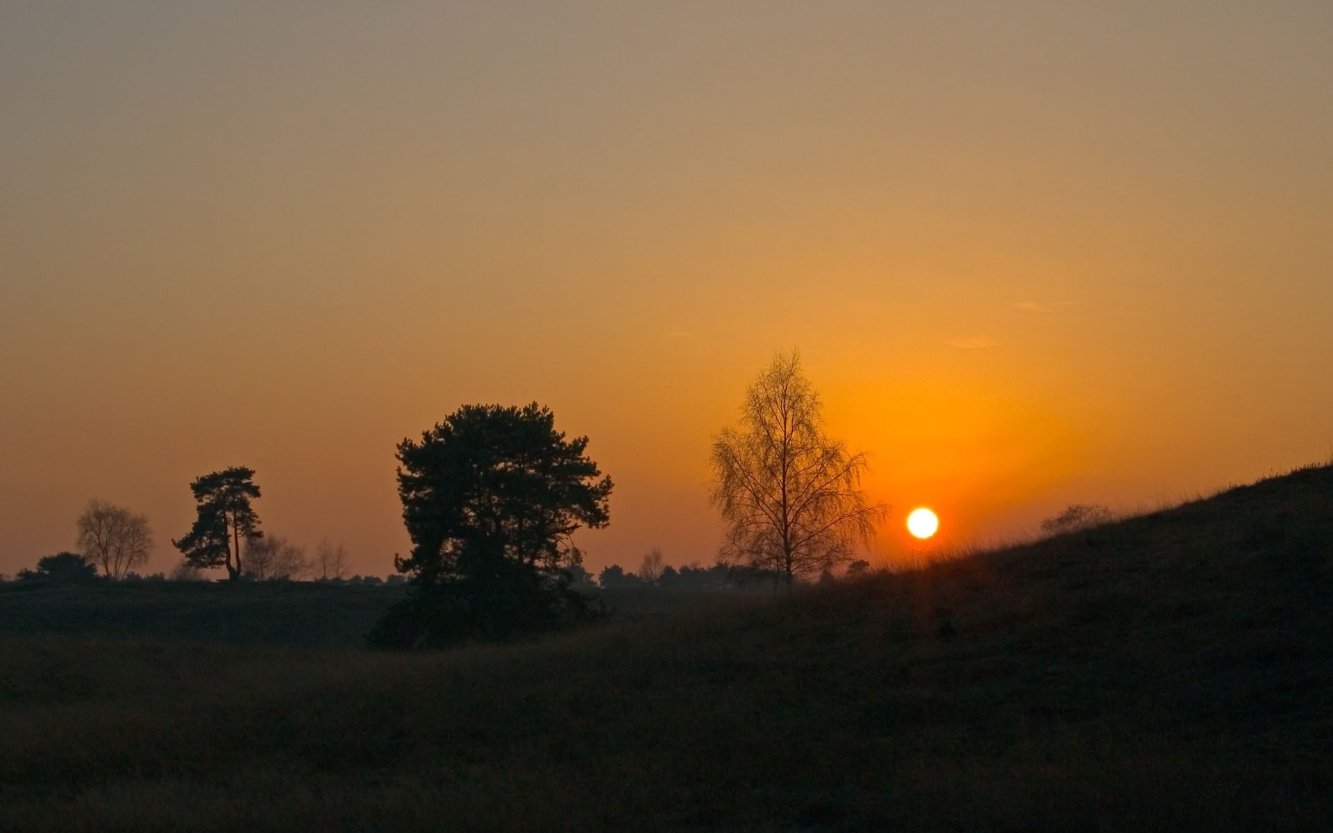 1080P, willows, trees, landscape, skyscape, sunset, HD Wallpaper