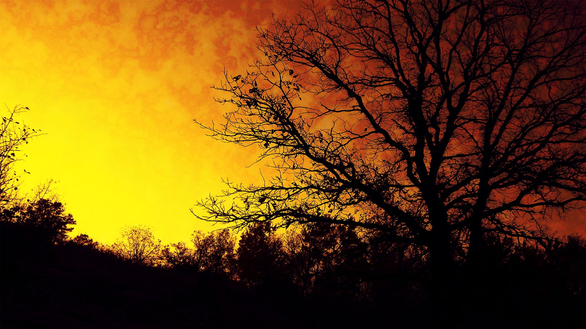 land, tranquil scene, tranquility, branch, forest, low angle view, outdoors, sky, orange color, 1080P, silhouette, non-urban scene, no people, dusk, nature, HD Wallpaper