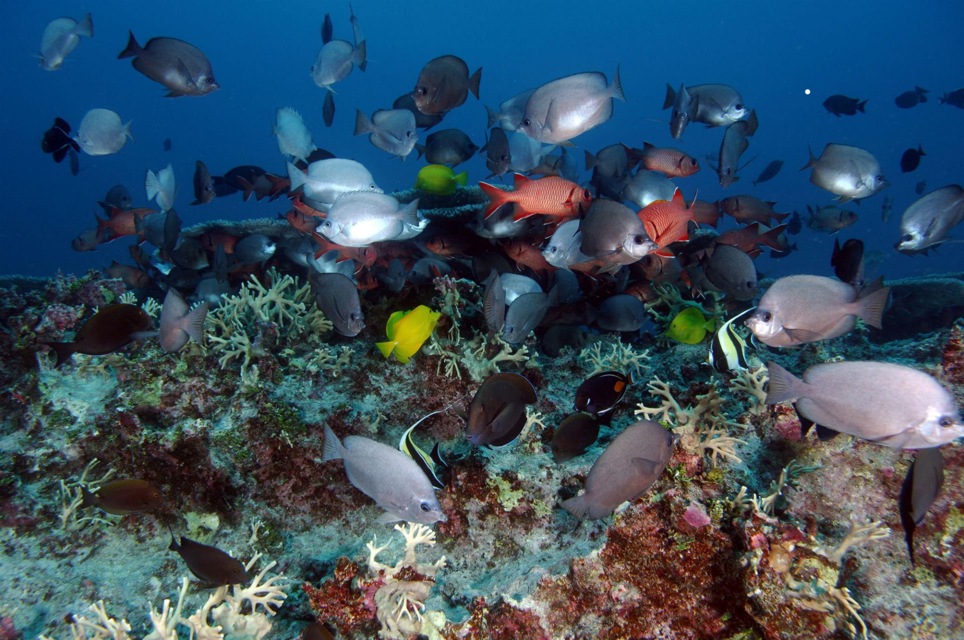underwater, reef, tropical, ocean, pictures, 1080P, sea, fishes, hd, HD Wallpaper