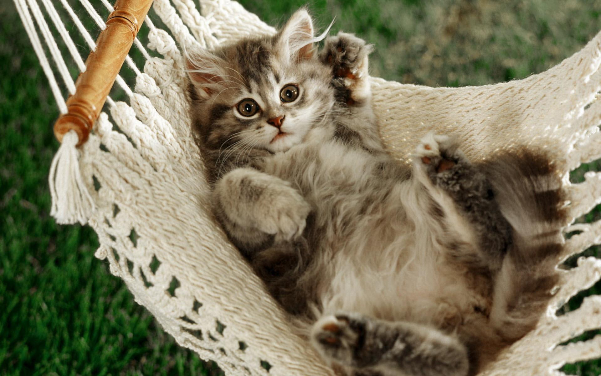 high, pictures, 1080P, resolution, cats, napper, cat, HD Wallpaper