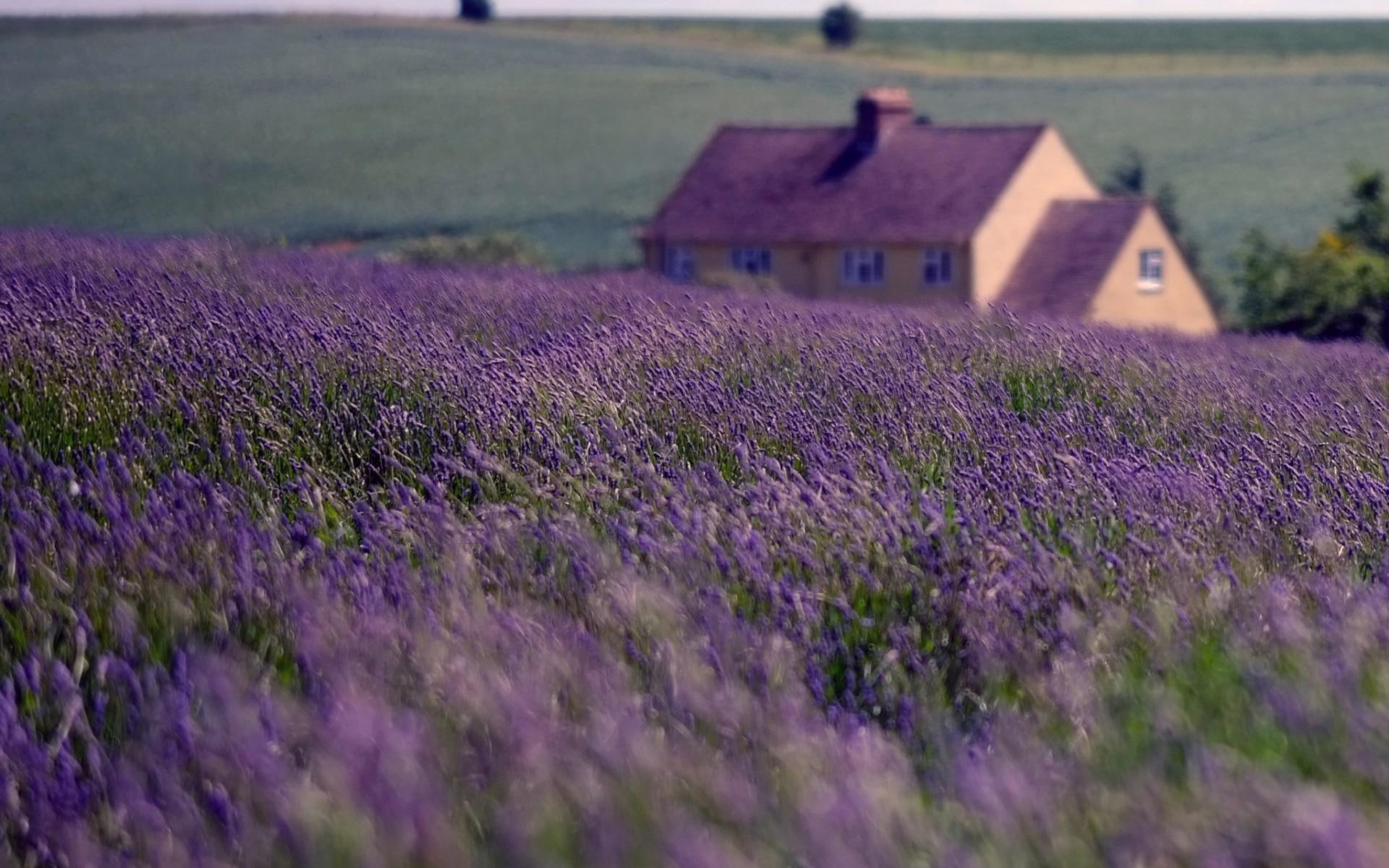 sky, england, lavender, resolution, house, flowers, field, clouds, pictures, high, nature, 1080P, HD Wallpaper