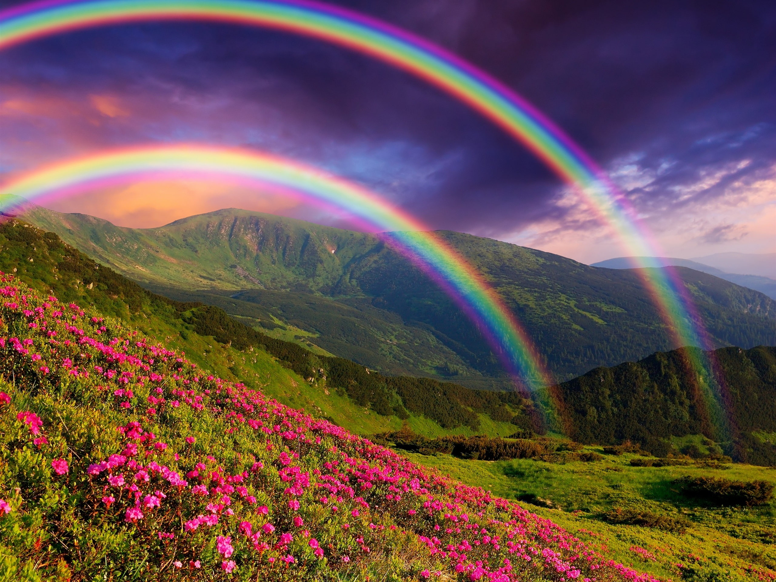 Landscape, Flowers, 2K, Rainbow, Mountains, Nature, HD Wallpaper