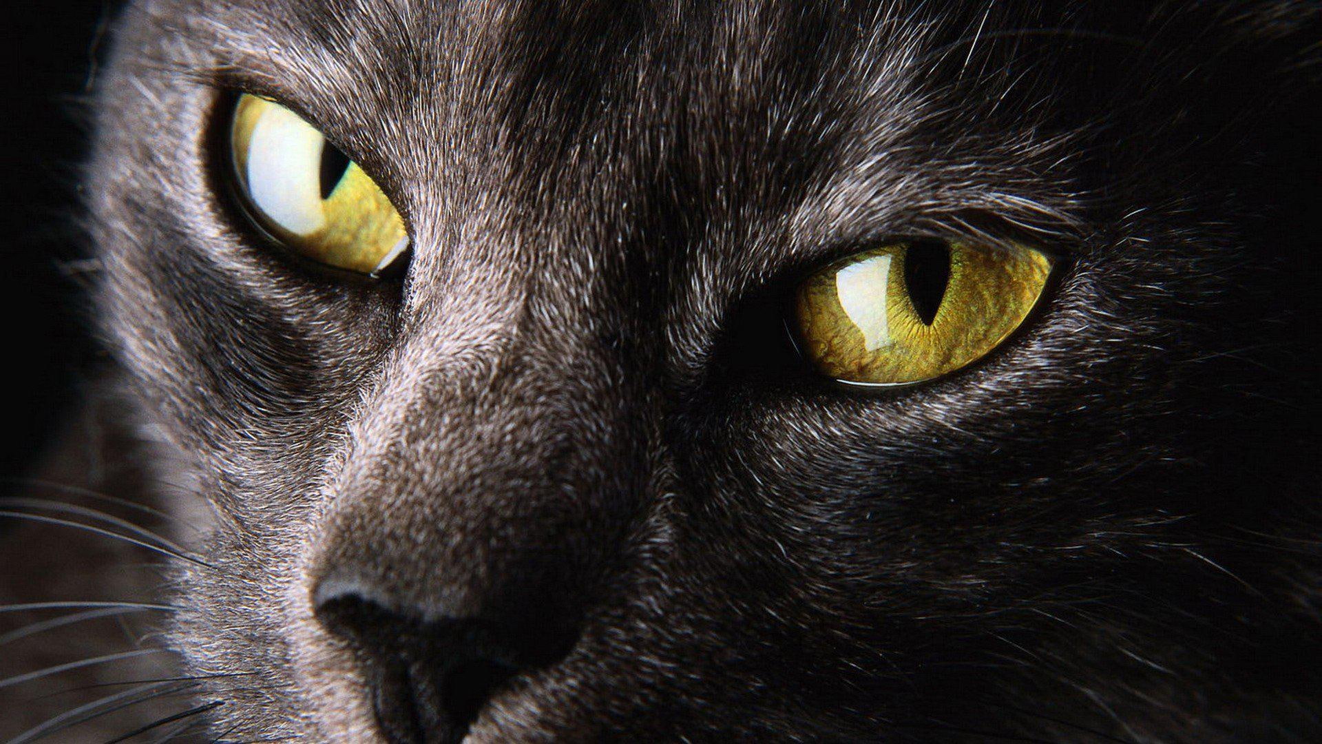 cats, resolution, animals, yellow, eyes, high, 1080P, close, nature, pictures, HD Wallpaper