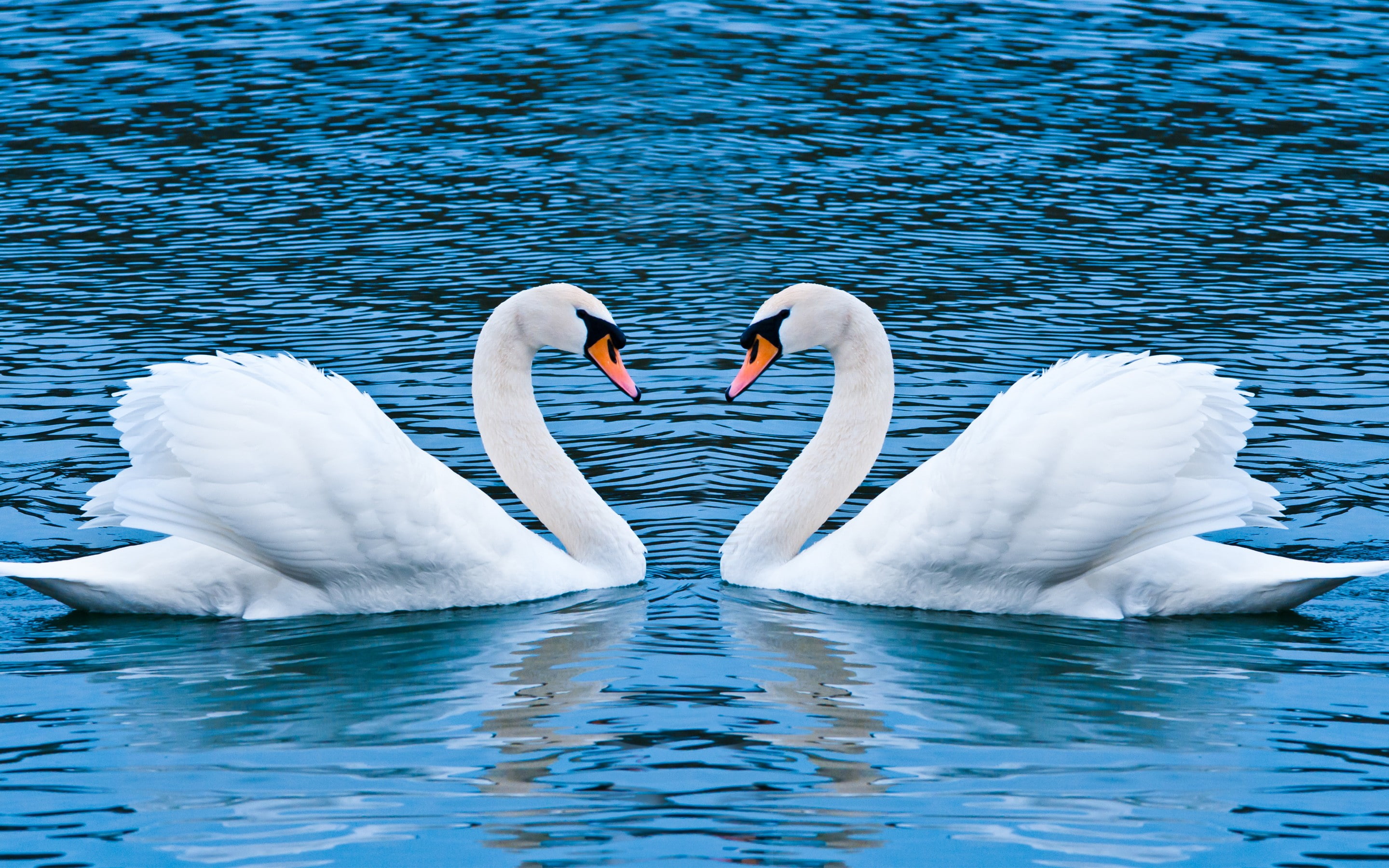 animals, 2K, water, birds, swan, HD Wallpaper