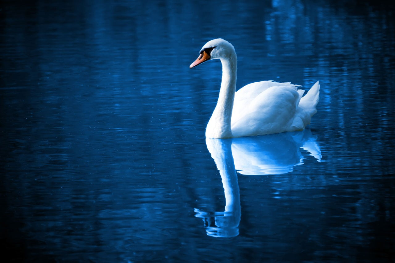 animal, birds, swimming, waterfront, peace, 720P, feathers, wildlife, one animal, animal neck, swan, zoology, mirror, reflection, animals in the wild, HD Wallpaper
