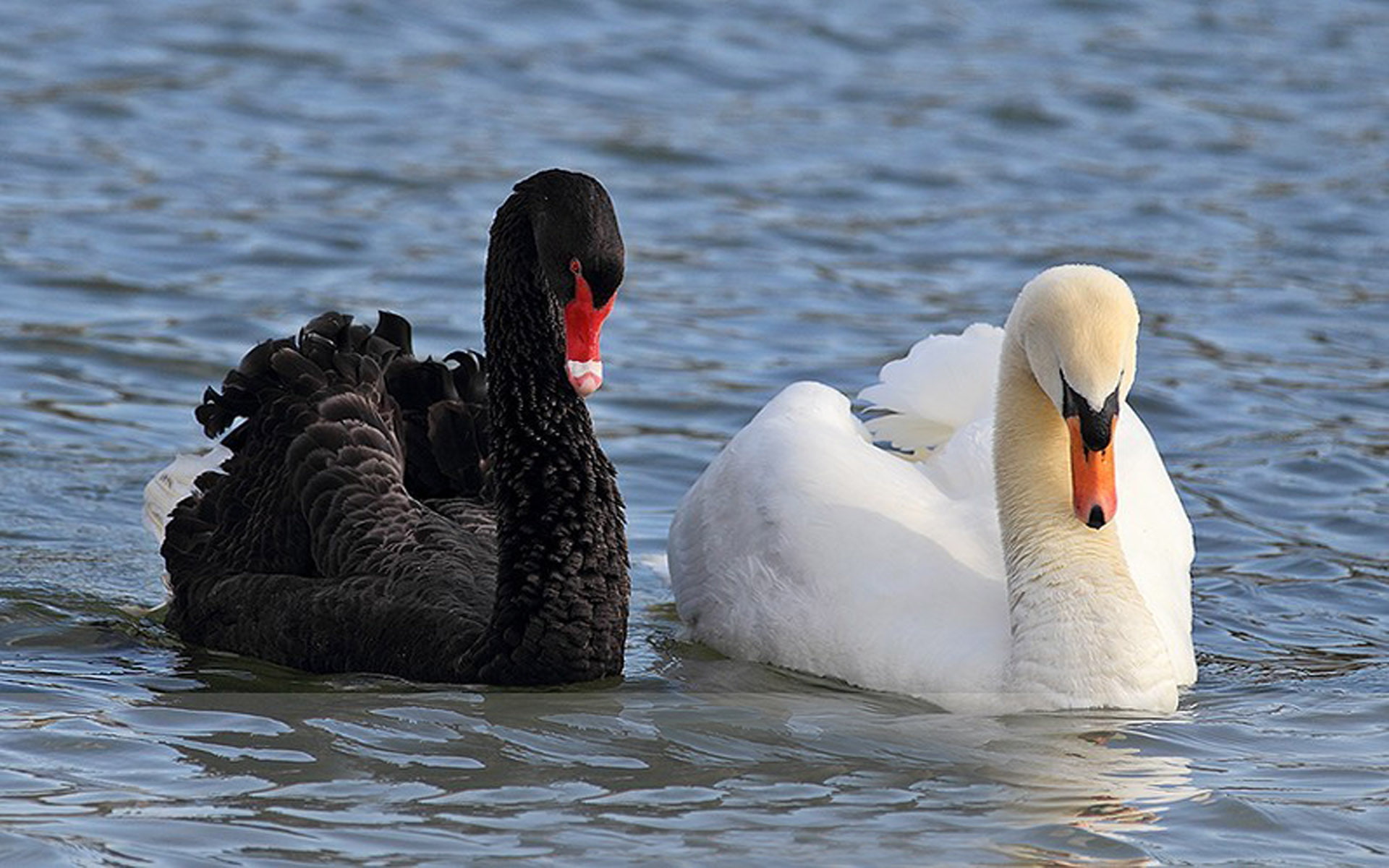 laptops, black, white, hd, phones, swimming, mobile, swan, lake, 1080P, HD Wallpaper