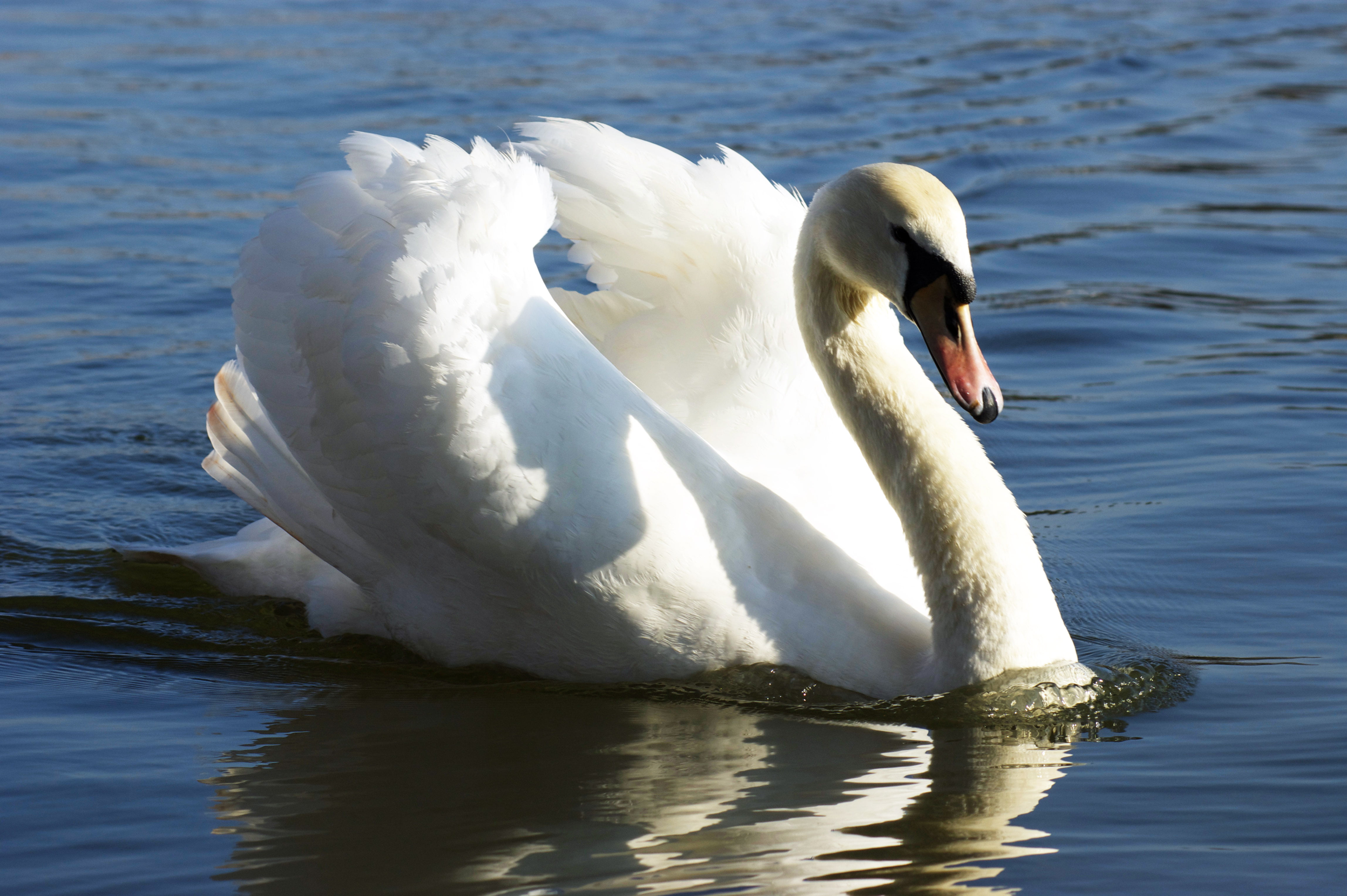 beak, body, wildlife, feather, white  river, england, river, water  blue, outdoors, swan, lake, white, 4K, body of water, stratford, white swan, river  avon, HD Wallpaper