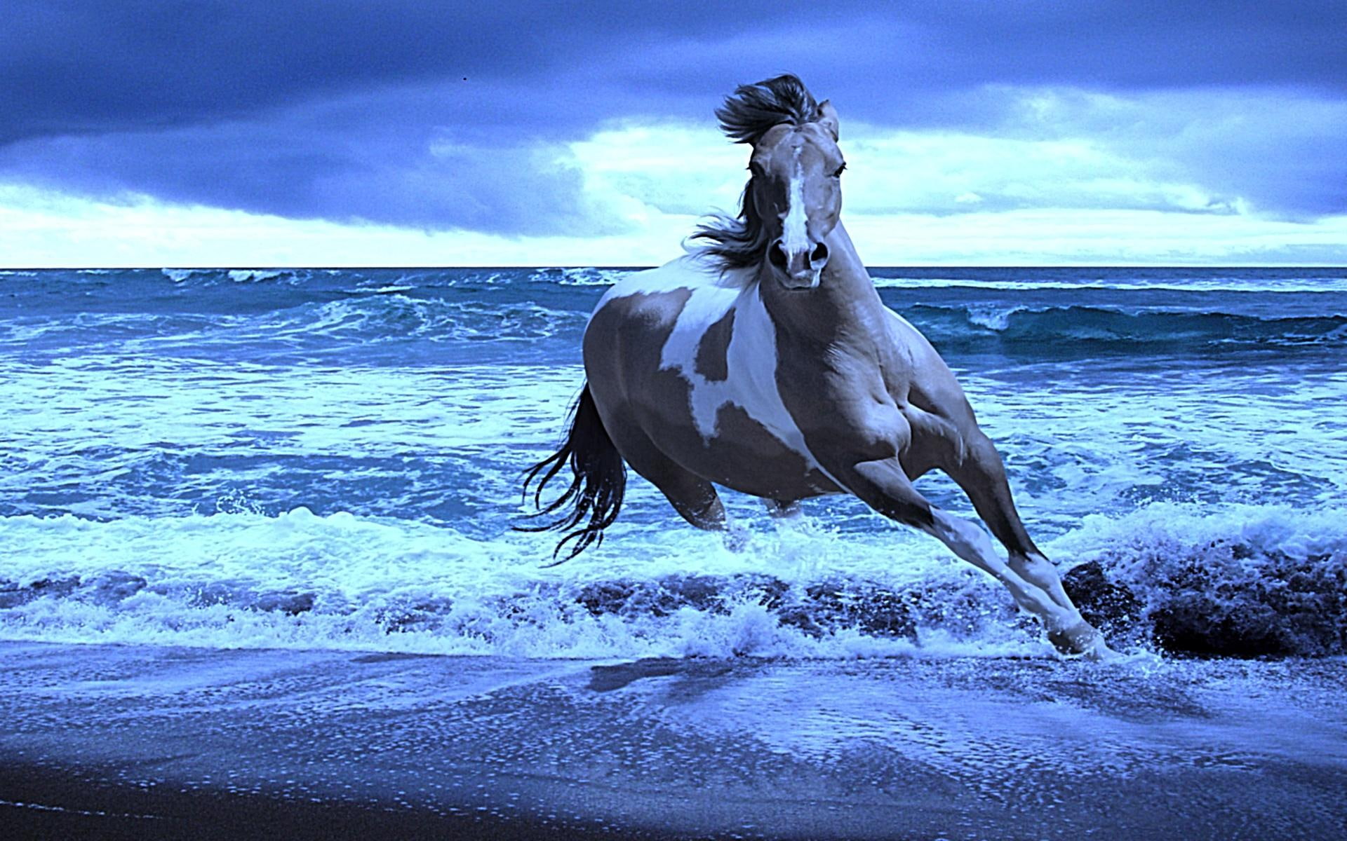 awesome, beauty, s, gorgeous, 1080P, cool, animals, blue, turn, HD Wallpaper