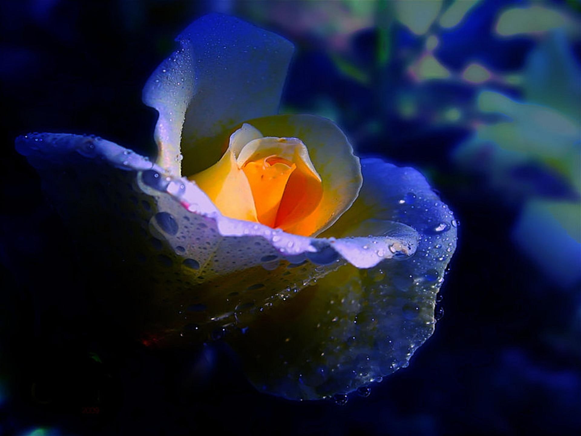 warm, bright, awesome, heart, romance, blue, 3d and abstract, cool, golden, love, 1080P, HD Wallpaper