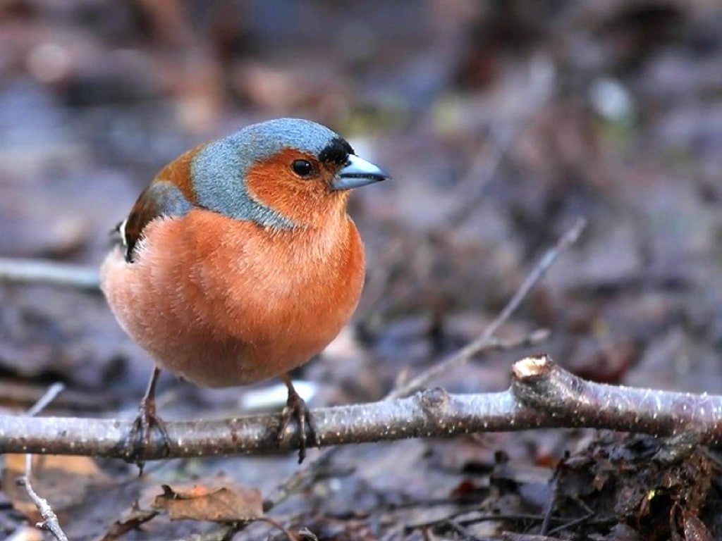 beautiful, 480P, picture, cool, animals, hd, birds, bird, HD Wallpaper